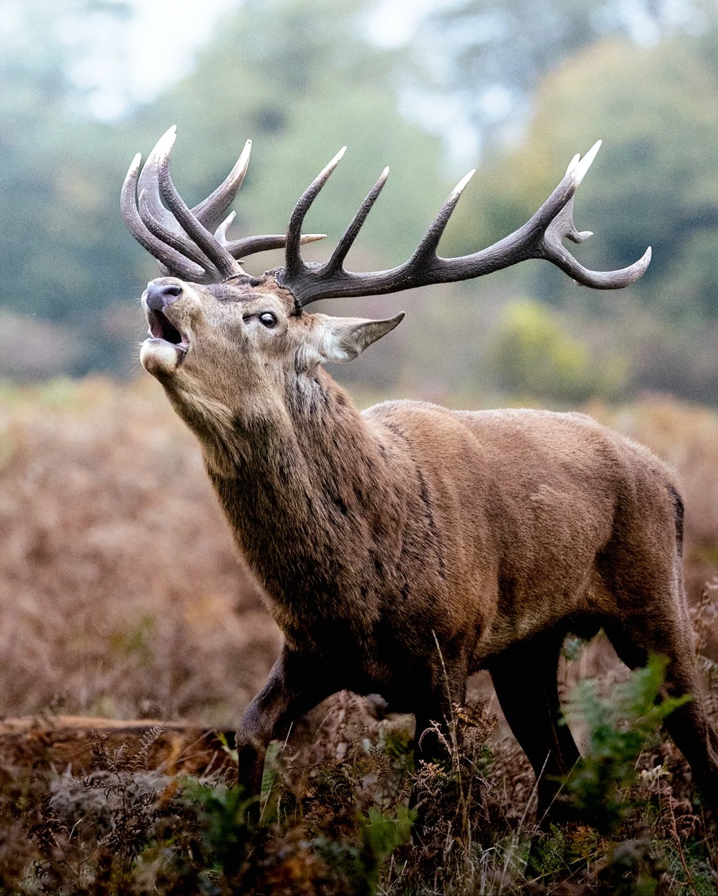 A few weeks back I visited Bushy Park to photograph the deer rut. This was my first time seeing the deer rut in person and I didn&rsquo;t really know what to expect. After researching where to go, I had a few recommendations for bushy park in particu