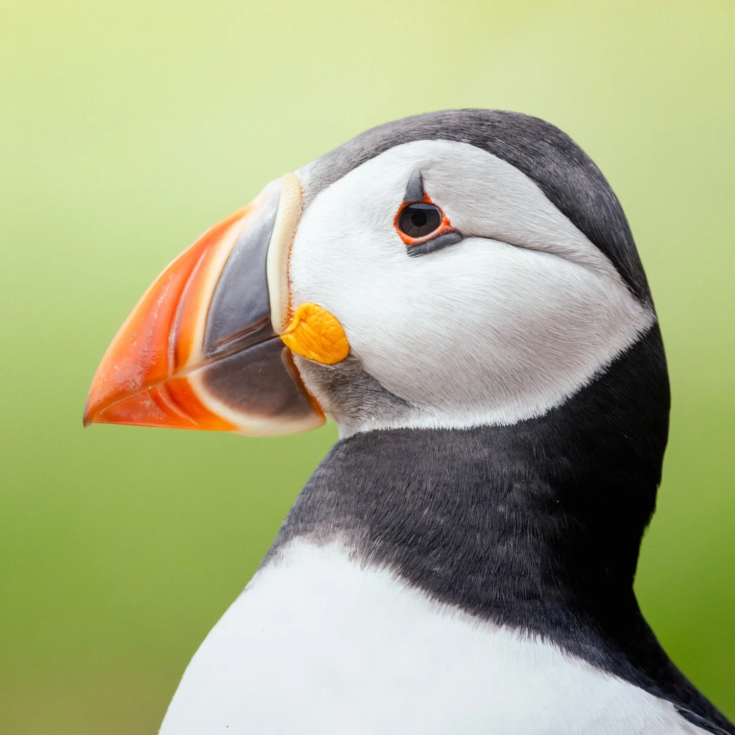 LAST CHANCE to order your 2026 Wildlife Calendar specially curated by yours truly, featuring 12 of my favourite photographs and moments from this past year. Includes the puffins of Skomer Island to the Cheetahs of the Kenyan savanna and everything in