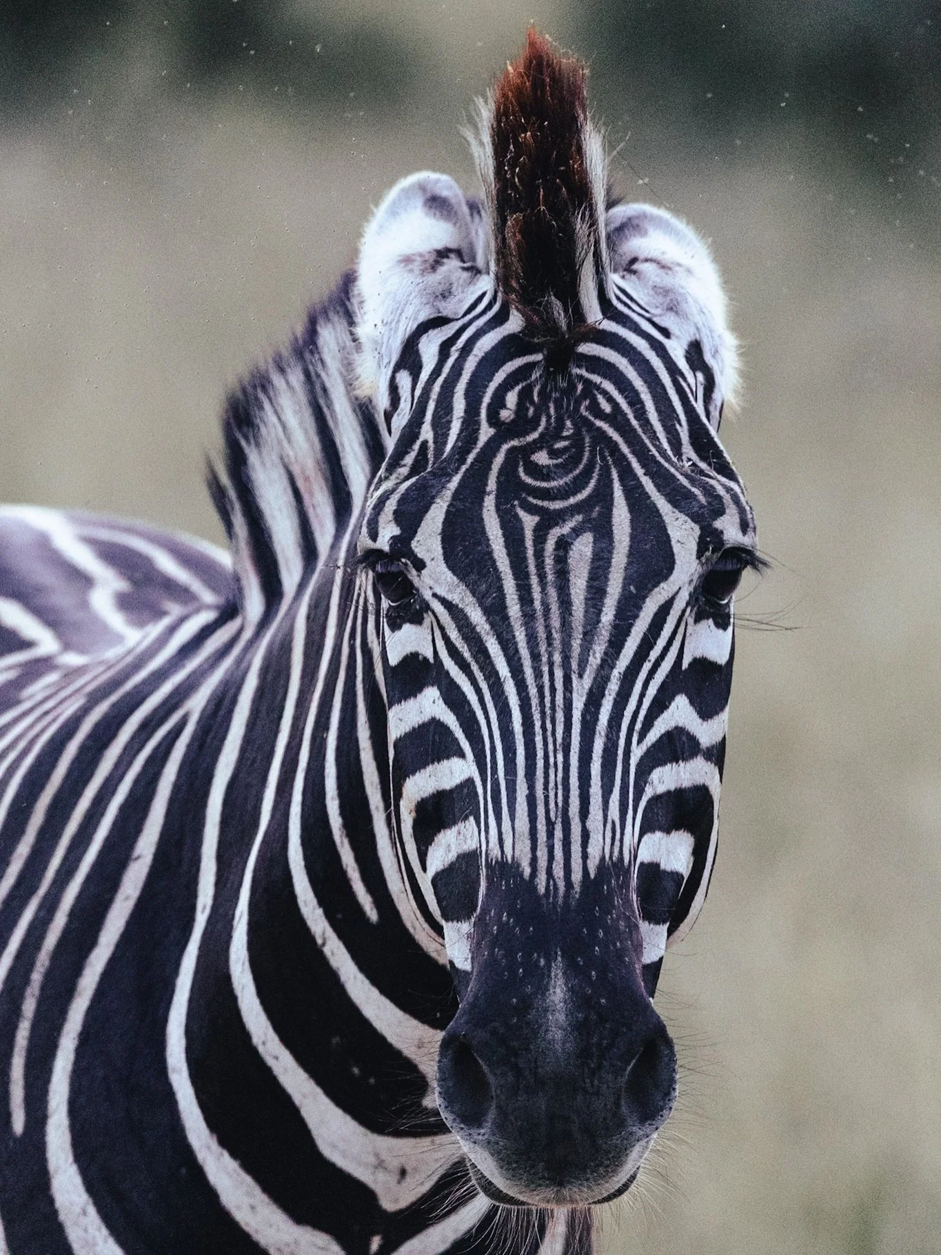 My moods depending what time of day you talk to me. Captured this on the way back from a game drive near campus and loved the unique forehead pattern.
1st semester has drawn to an end already. Can&rsquo;t wait to get out for more drives and practical