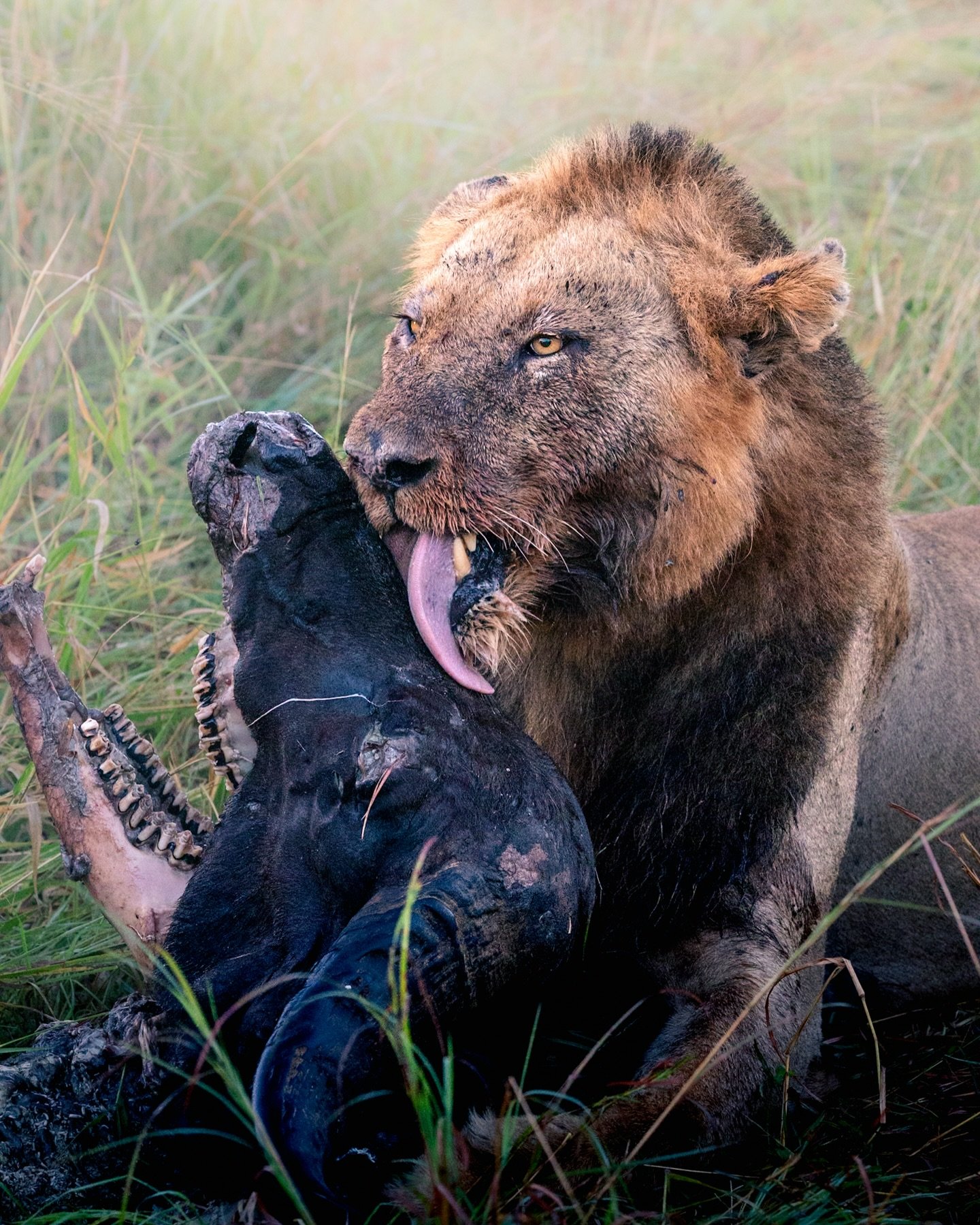 Like domestic cats, lions have sharp barbs on their tongues that they use to help tear flesh from bones or fur from carcasses, as well as to help groom themselves and each other. You can see how dirty this young male&rsquo;s face is from the buffalo 