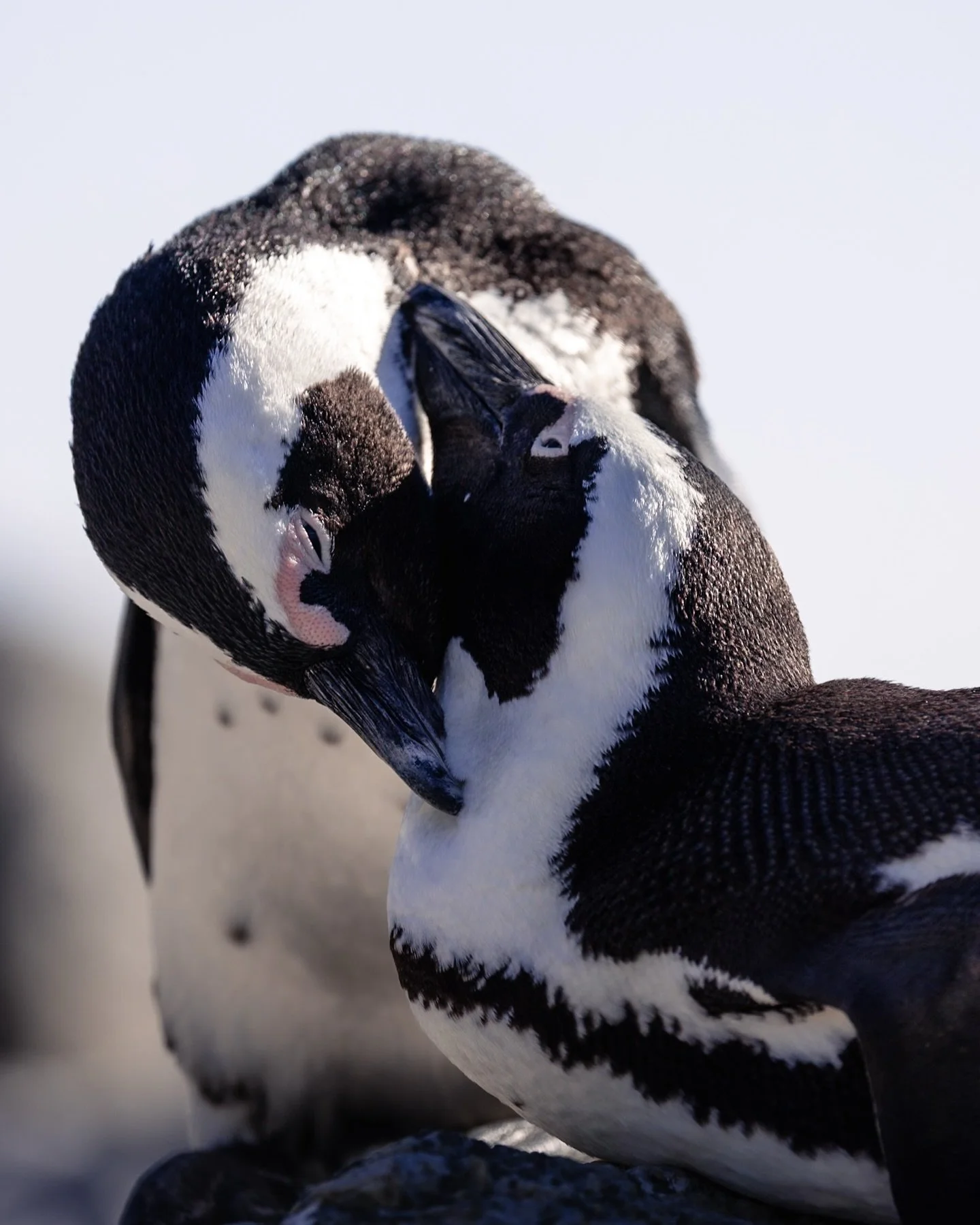 Got to meet these little cuties while I was in Cape Town last off week and they did not disappoint 🐧🤍#africanpenguin #capetown #bouldersbeach #birdsofsouthafrica #penguinphotography