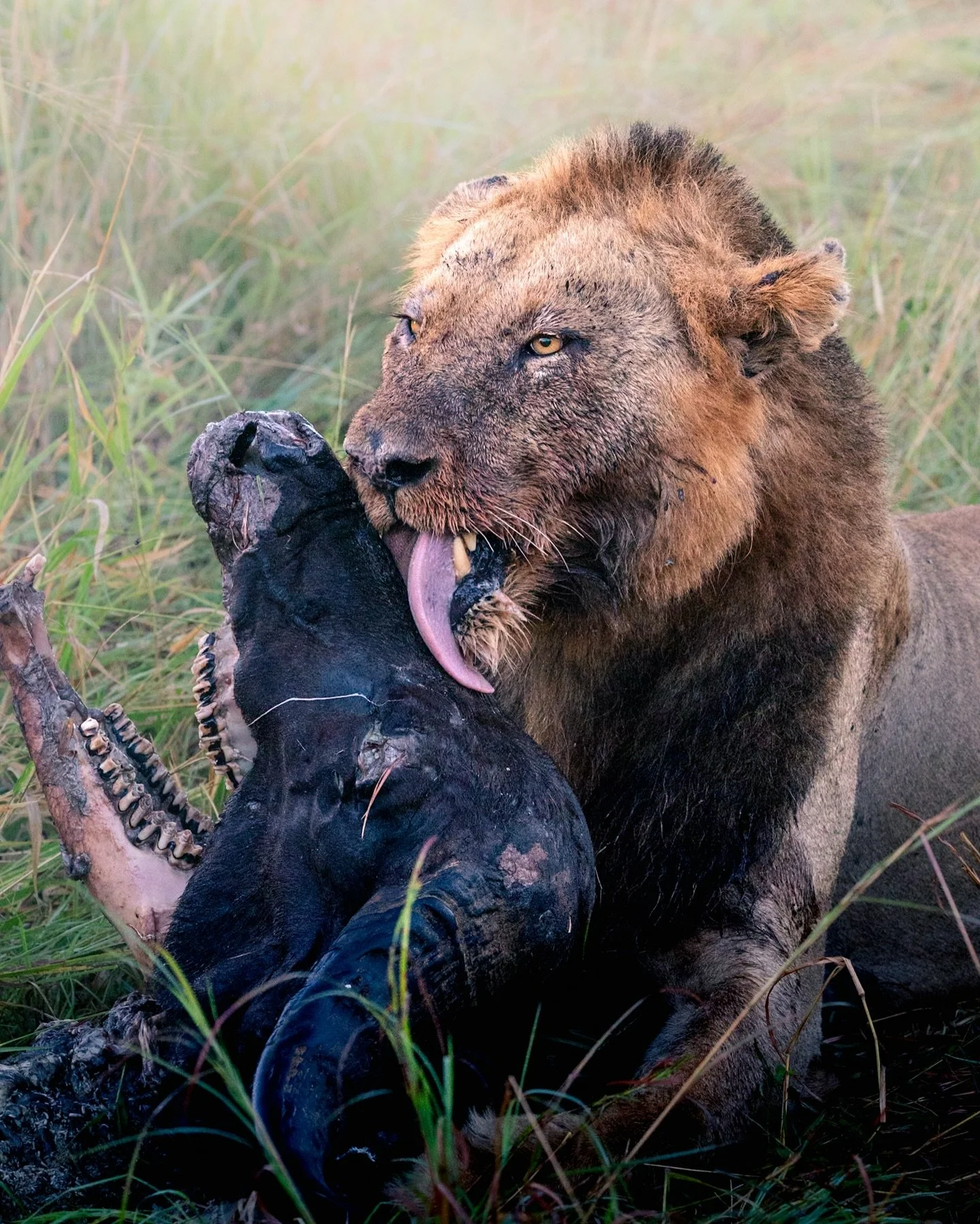 Like domestic cats, lions have sharp barbs on their tongues that they use to help tear flesh from bones or fur from carcasses, as well as to help groom themselves and each other. You can see how dirty this young male&rsquo;s face is from the buffalo 