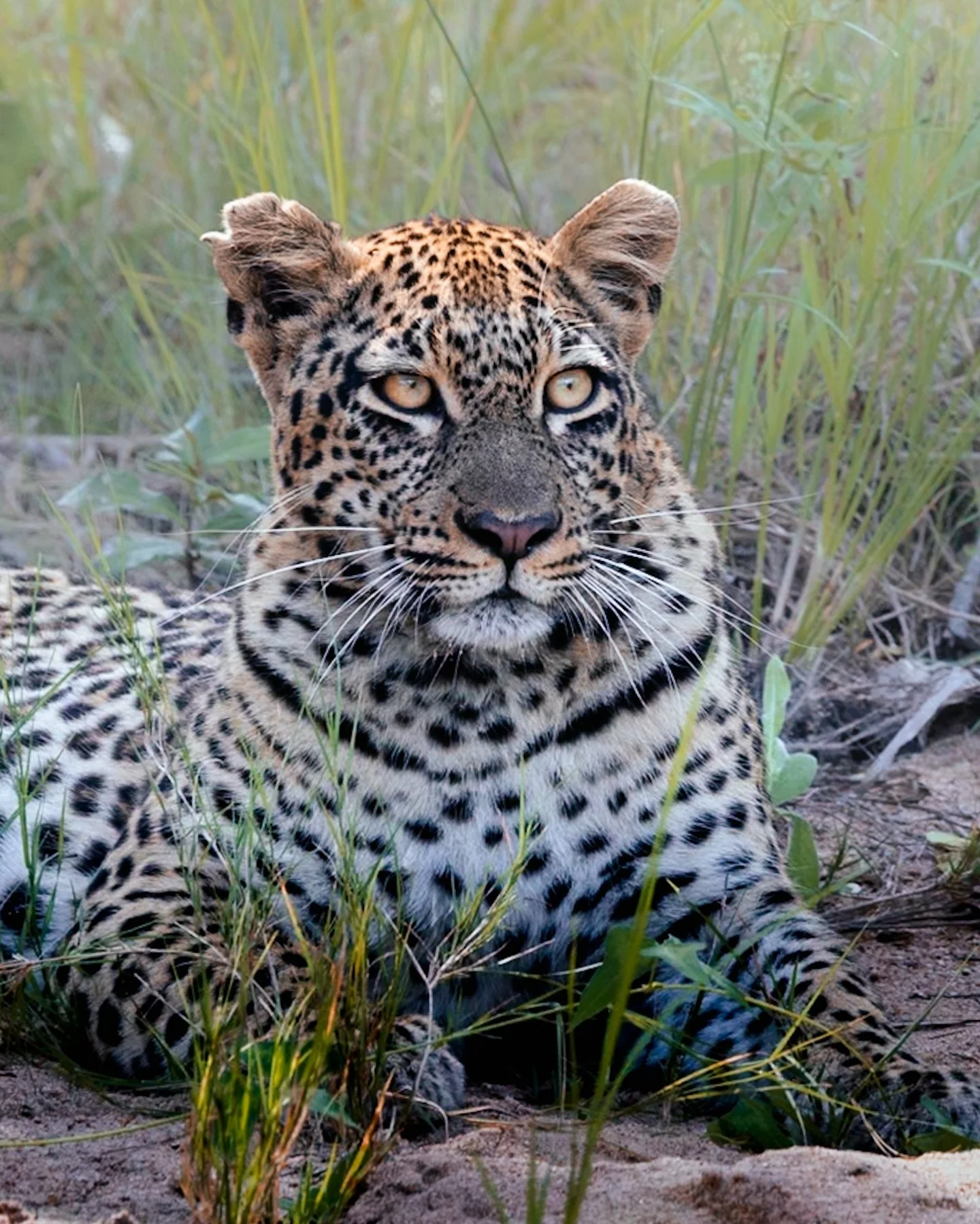 Queen of the riverbeds 🐾 
Be sure to carefully scan the riverbeds next time you&rsquo;re crossing, they&rsquo;re a leopard&rsquo;s favourite hang out. Two cars had driven past just a couple minutes before we spotted this beautiful leopardess lying i
