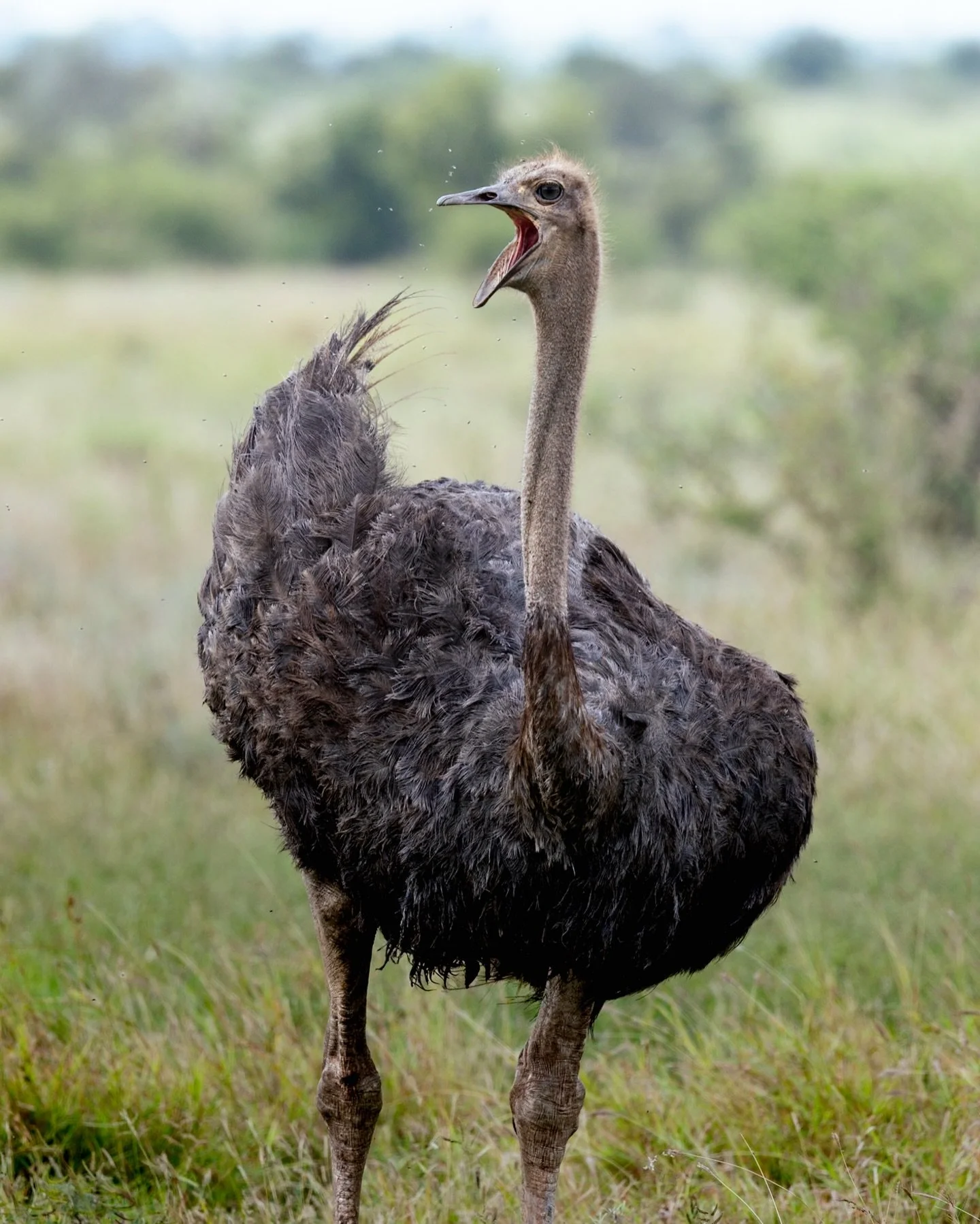 The coolest dinosaurs in the savanna.. Ostriches. Personally I haven&rsquo;t seen these guys around here much so I was super excited to spot them in Kruger on my last visit. Check her behaviour in the video clip, what do you think she is doing?

#ost