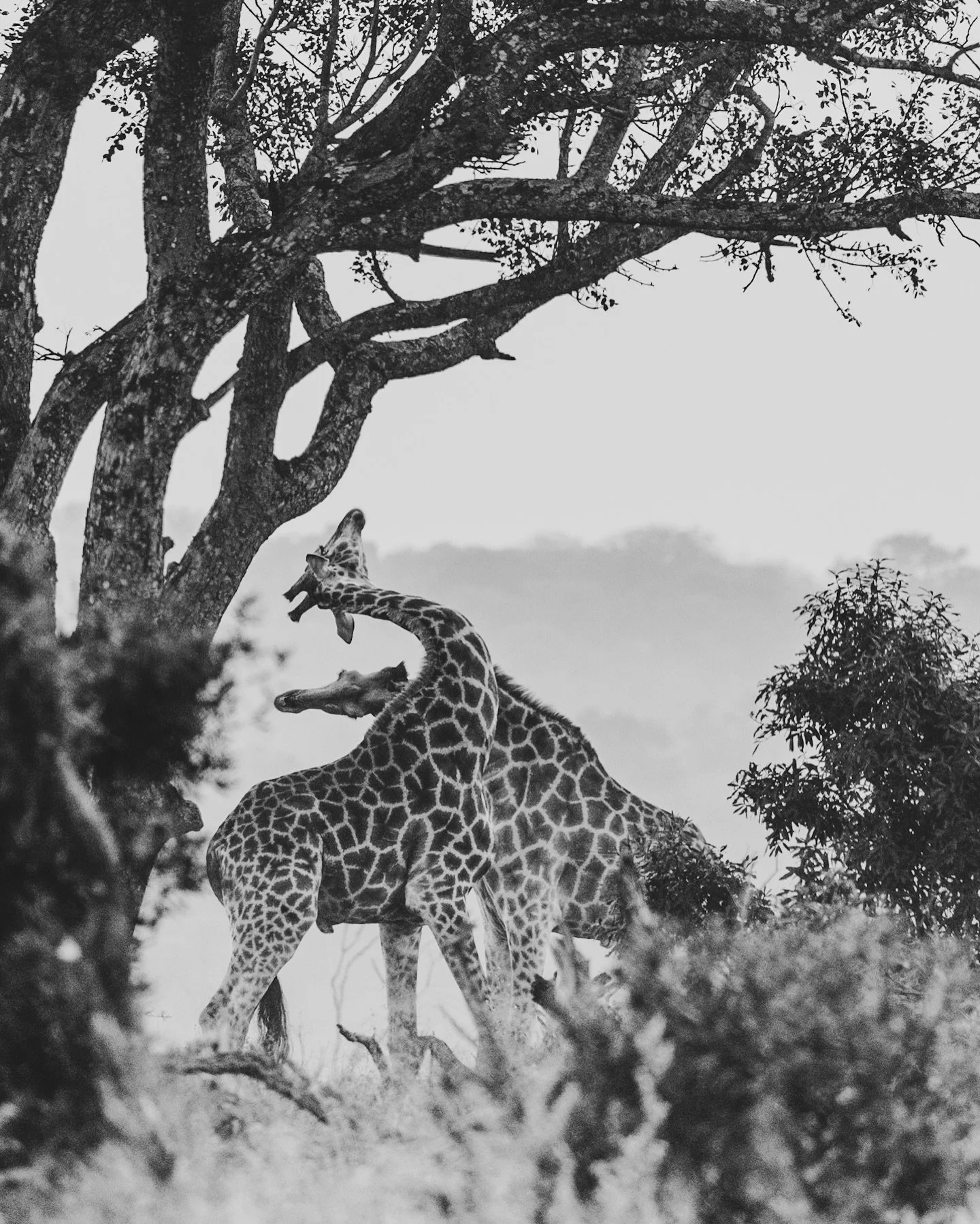 On this misty morning, we came across a pair of male giraffe necking each other among the trees. They were testing each other out, seeing who might be the more dominant. Standing shoulder to shoulder, they lower their head and swing around on their l