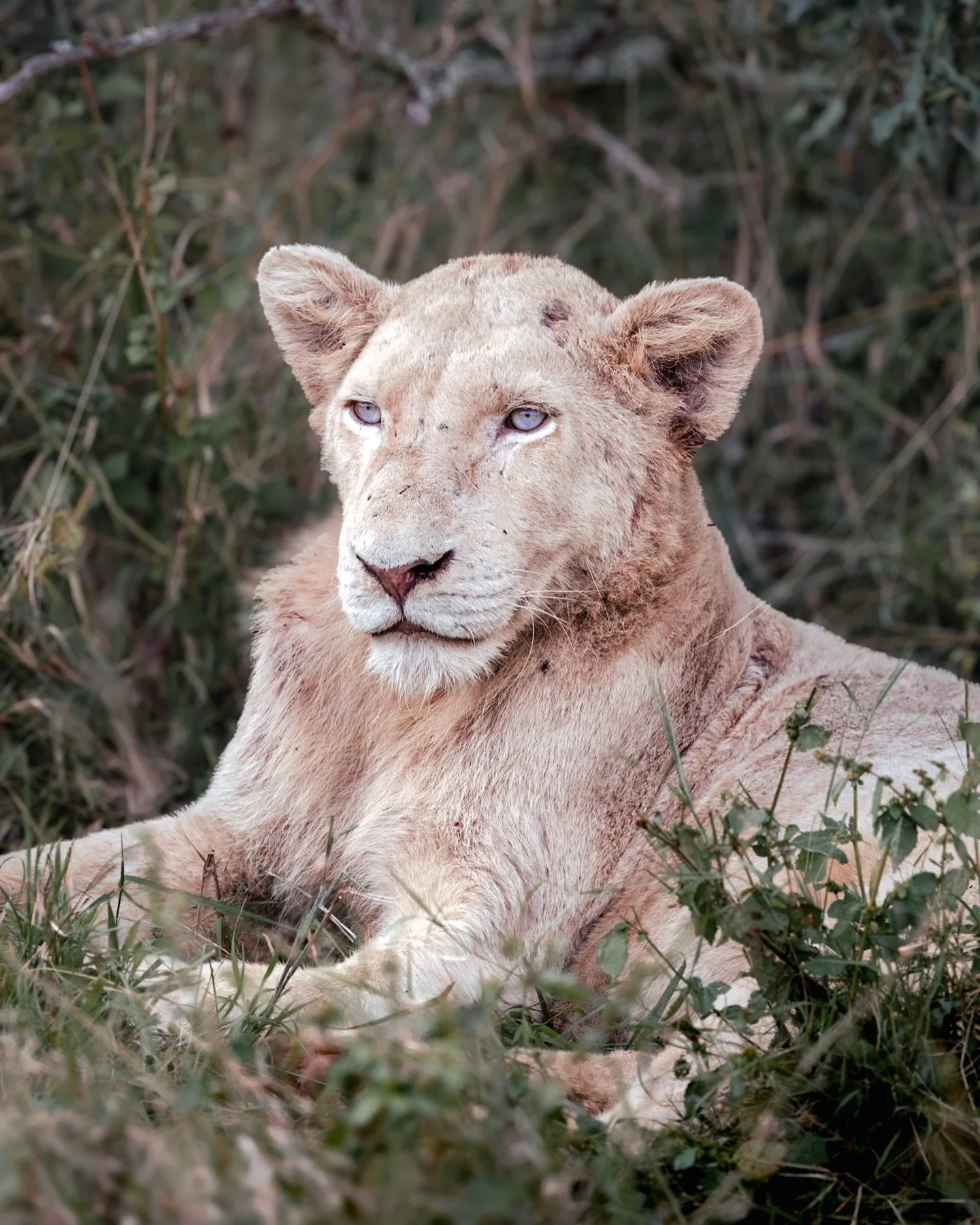 No matter how much time you have spent in the bush, there&rsquo;s always opportunity for firsts. Whether it&rsquo;s a unique behaviour or a new species, it never stops giving and that&rsquo;s what I love about it being here so much. 
You never know w