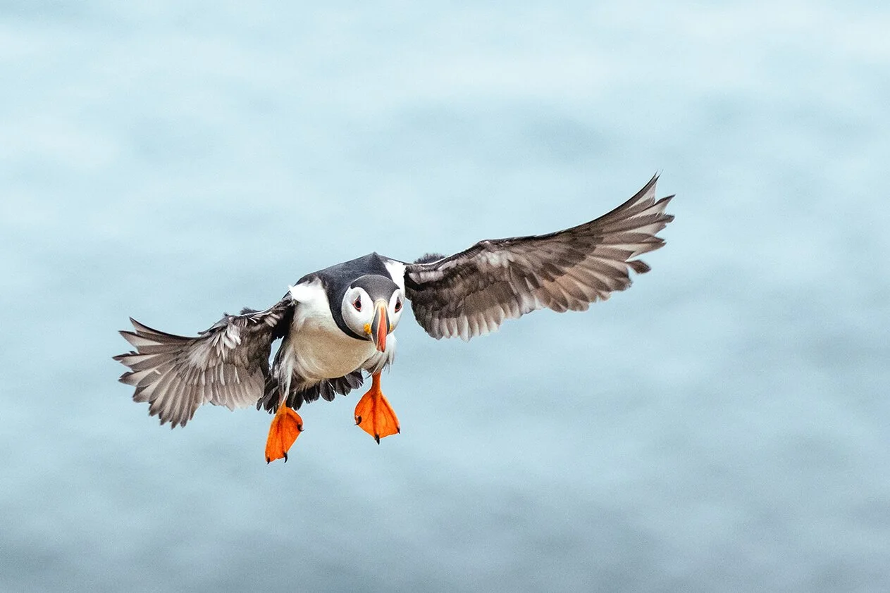 An Atlantic puffin flying in the sky, with wings outstretched