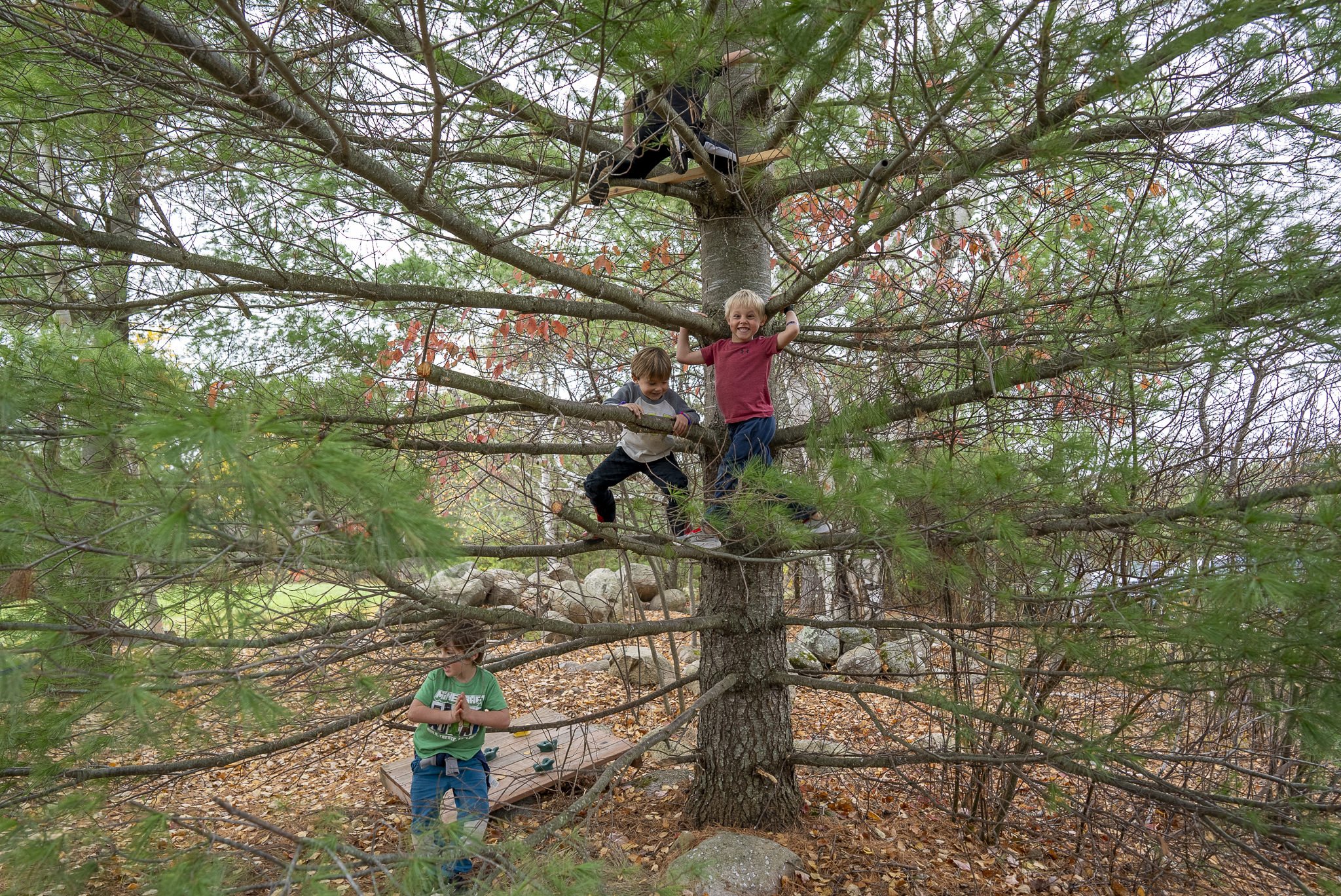 kids-climbing-pine-tree.jpg
