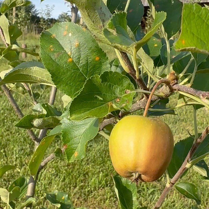 Something new and delicious has made its home our warehouse, by way of Mitchell Britt and Lauren Clauss, Cidermakers at @gold_hill_farm 🍏🍎 

After years of working in the F&amp;B industry on Ag/food focused projects, they were able to  purchase the
