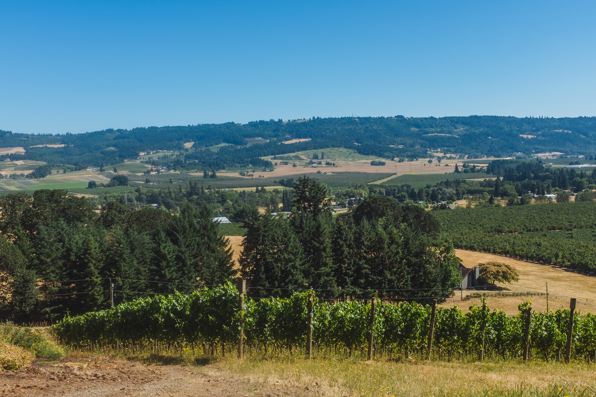 Anderson Family Vineyards  .JPG