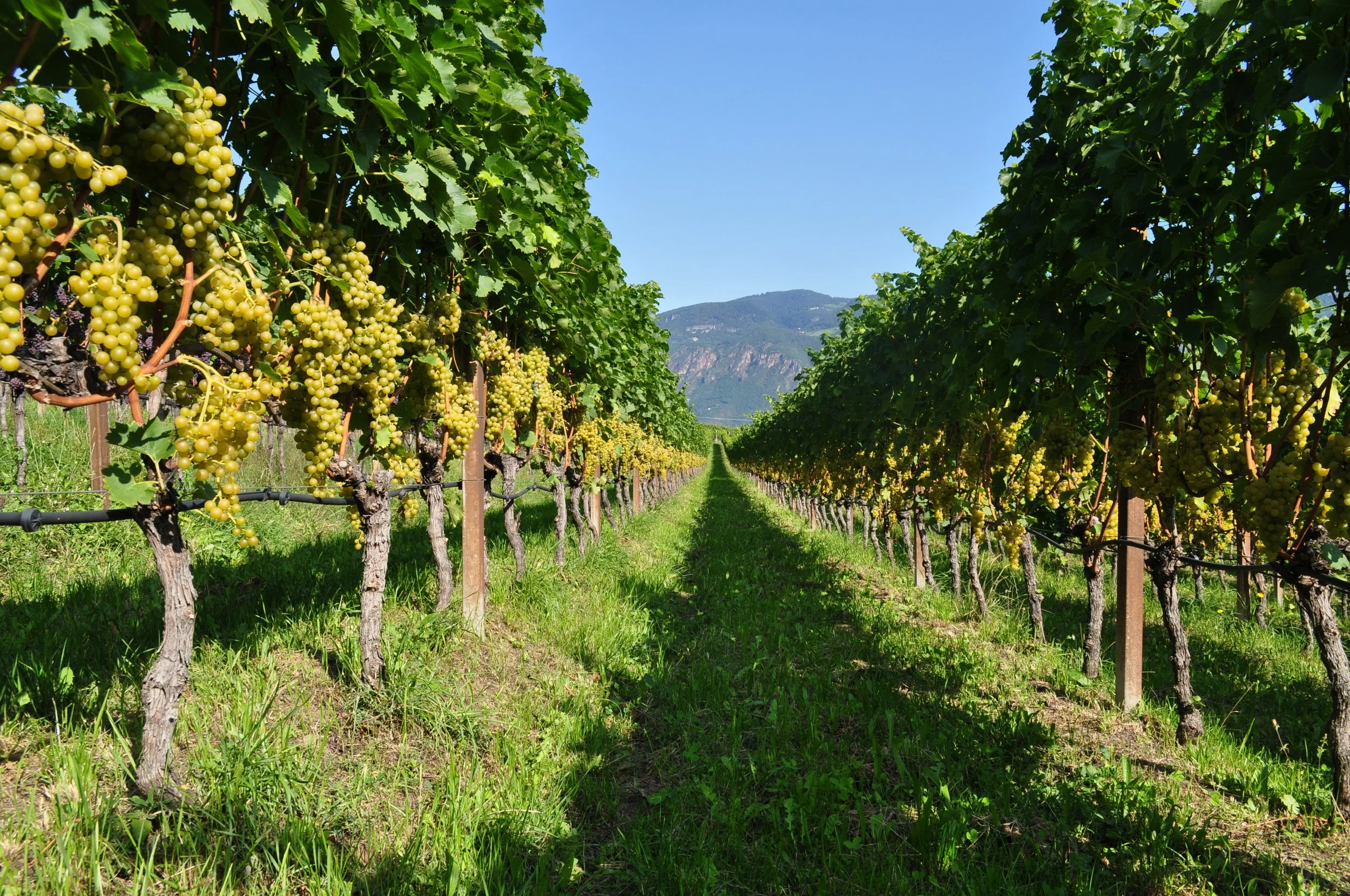 ®Helmuth Rier_Vineyard.JPG