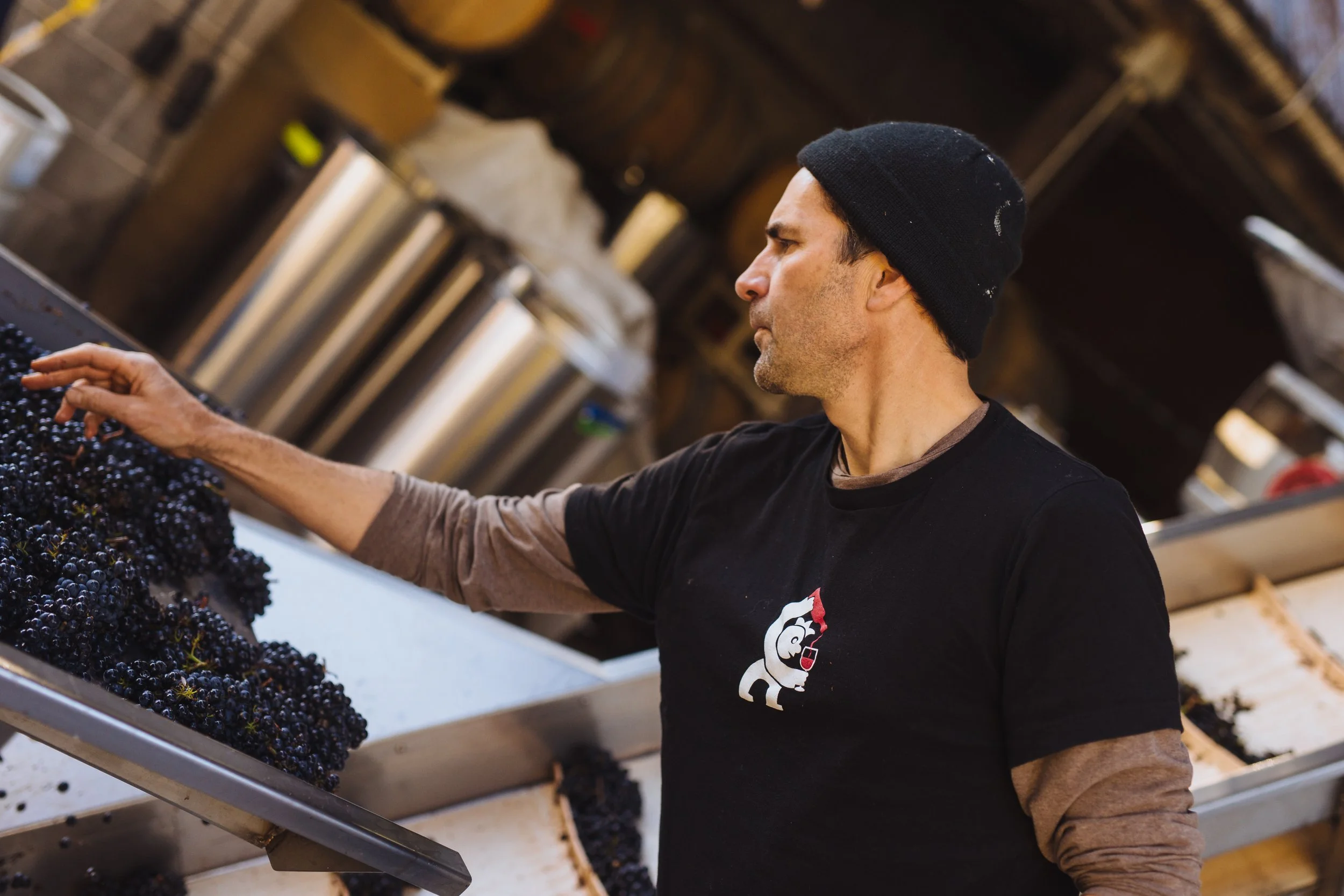 2019Harvest John Grochau sorting fruit .jpg