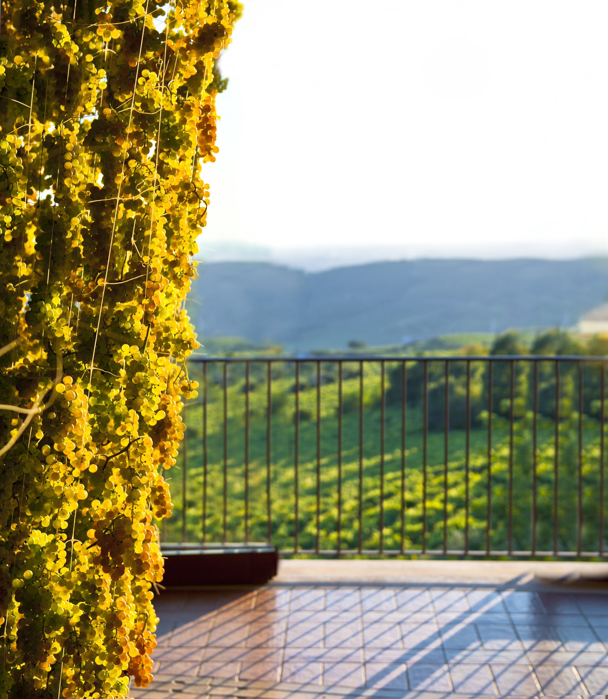 Coffele - Garganega in appasssimento.jpg