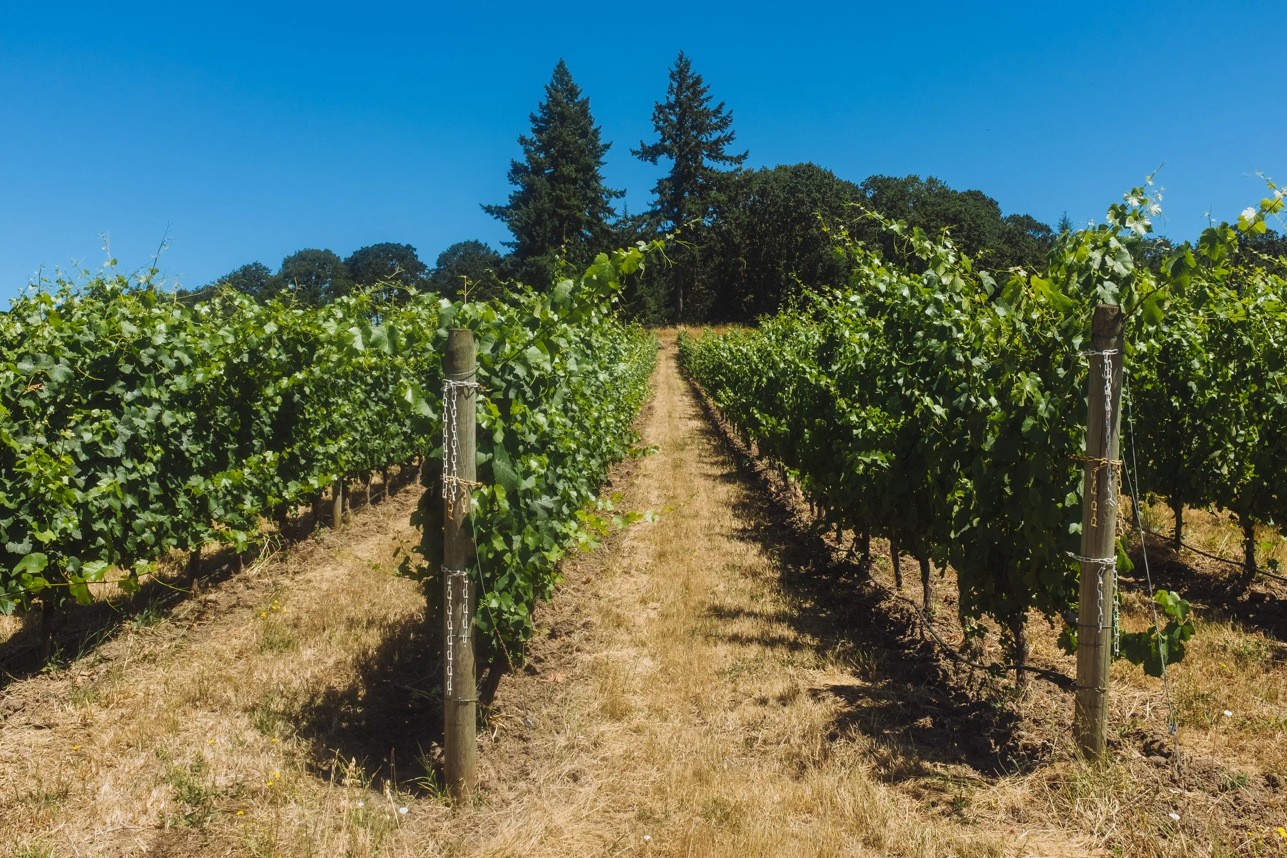 GC Wines Carlton Hill Vineyard.JPG