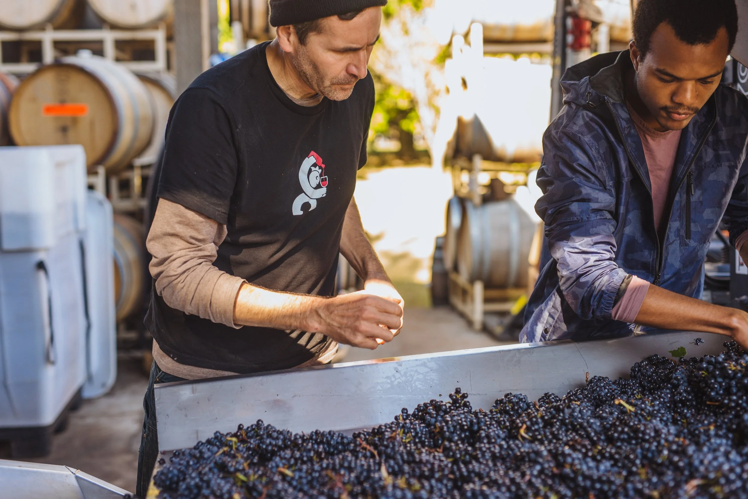 GC Harvest 2017 John sorting fruit.jpg