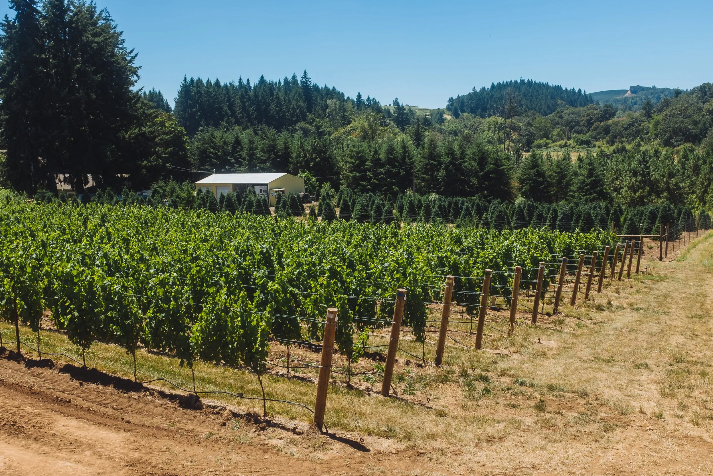 Bjornson Vineyard.JPG