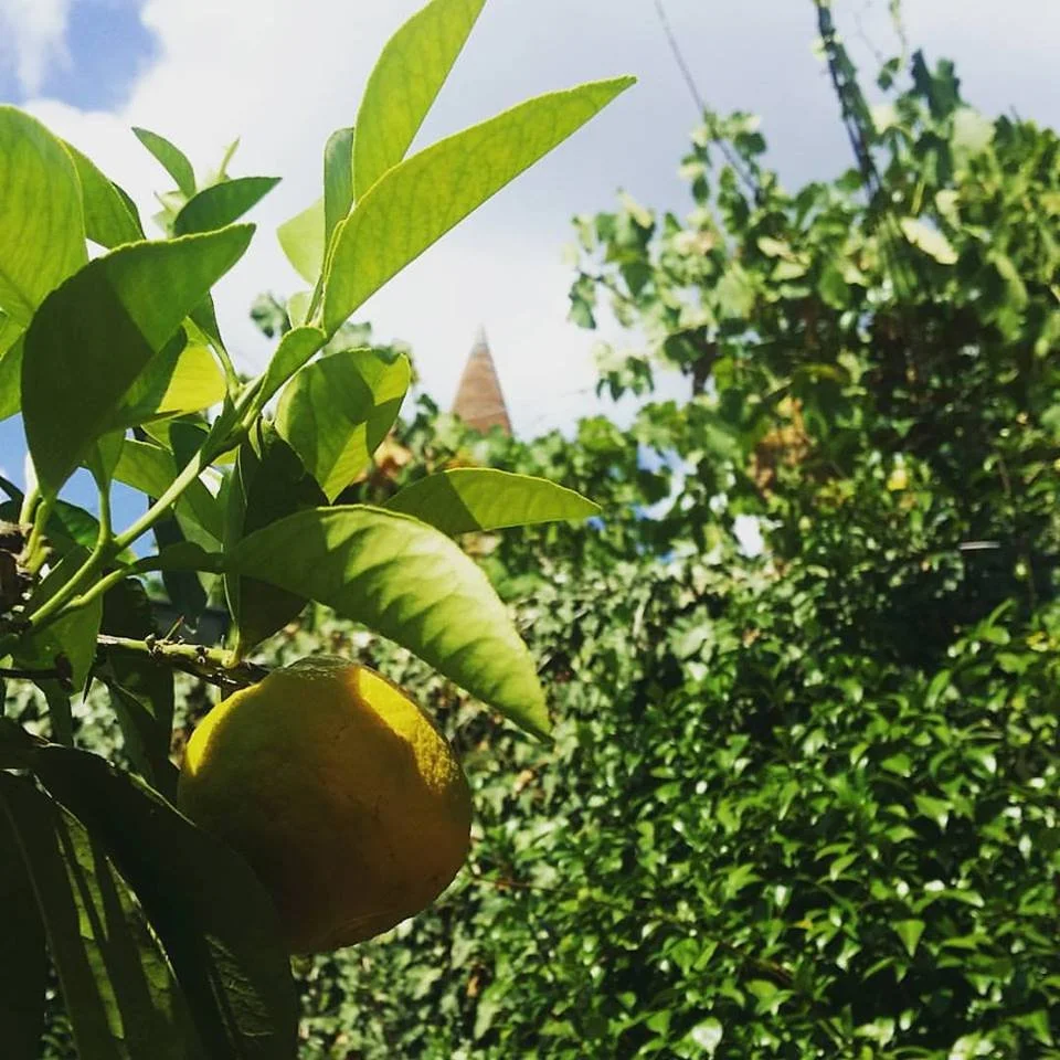 particolare limoni.jpg