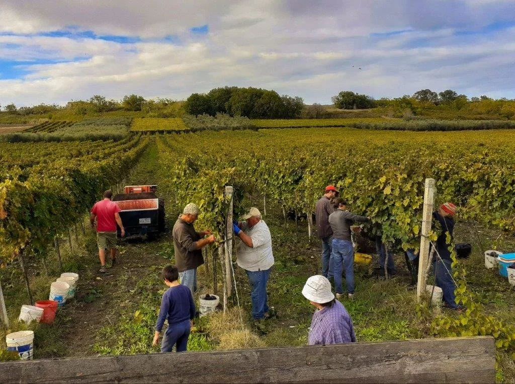 vendemmia.jpg