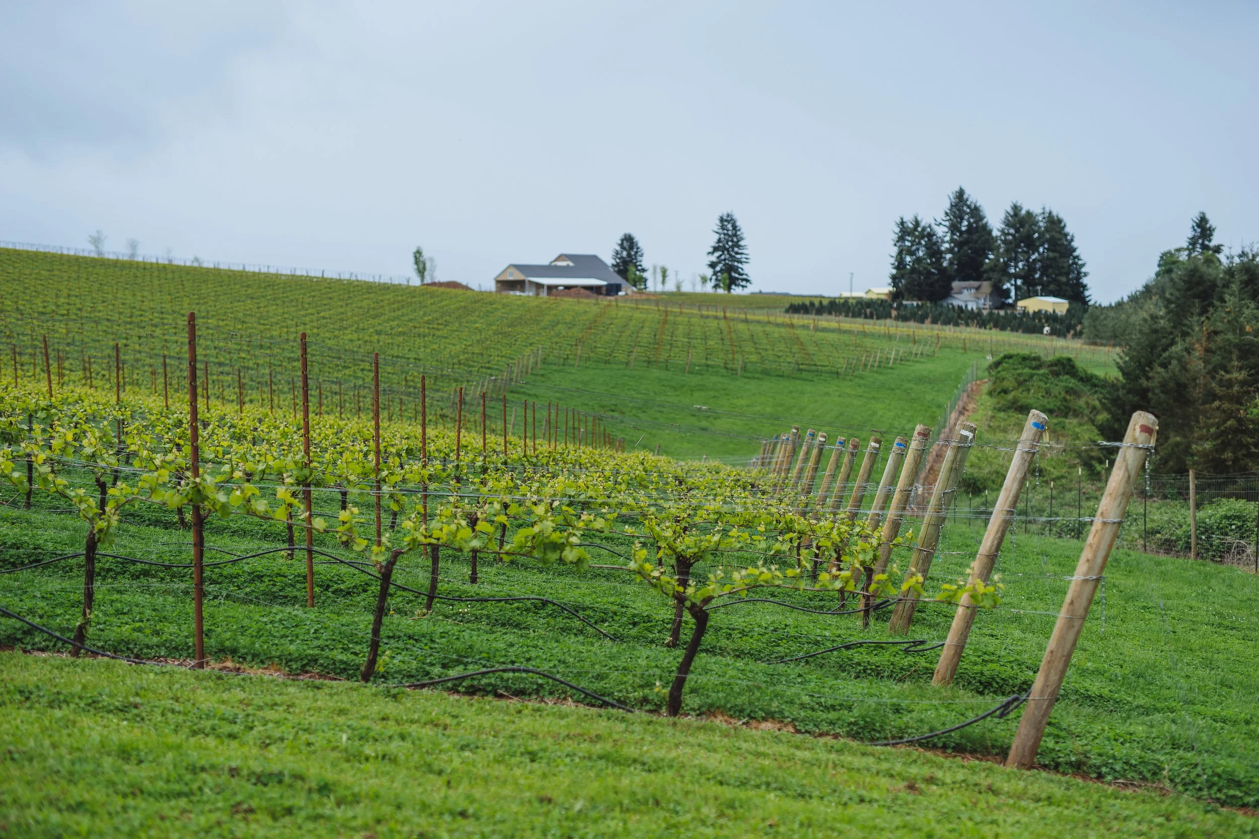 Bjornson Vineyard  .JPG
