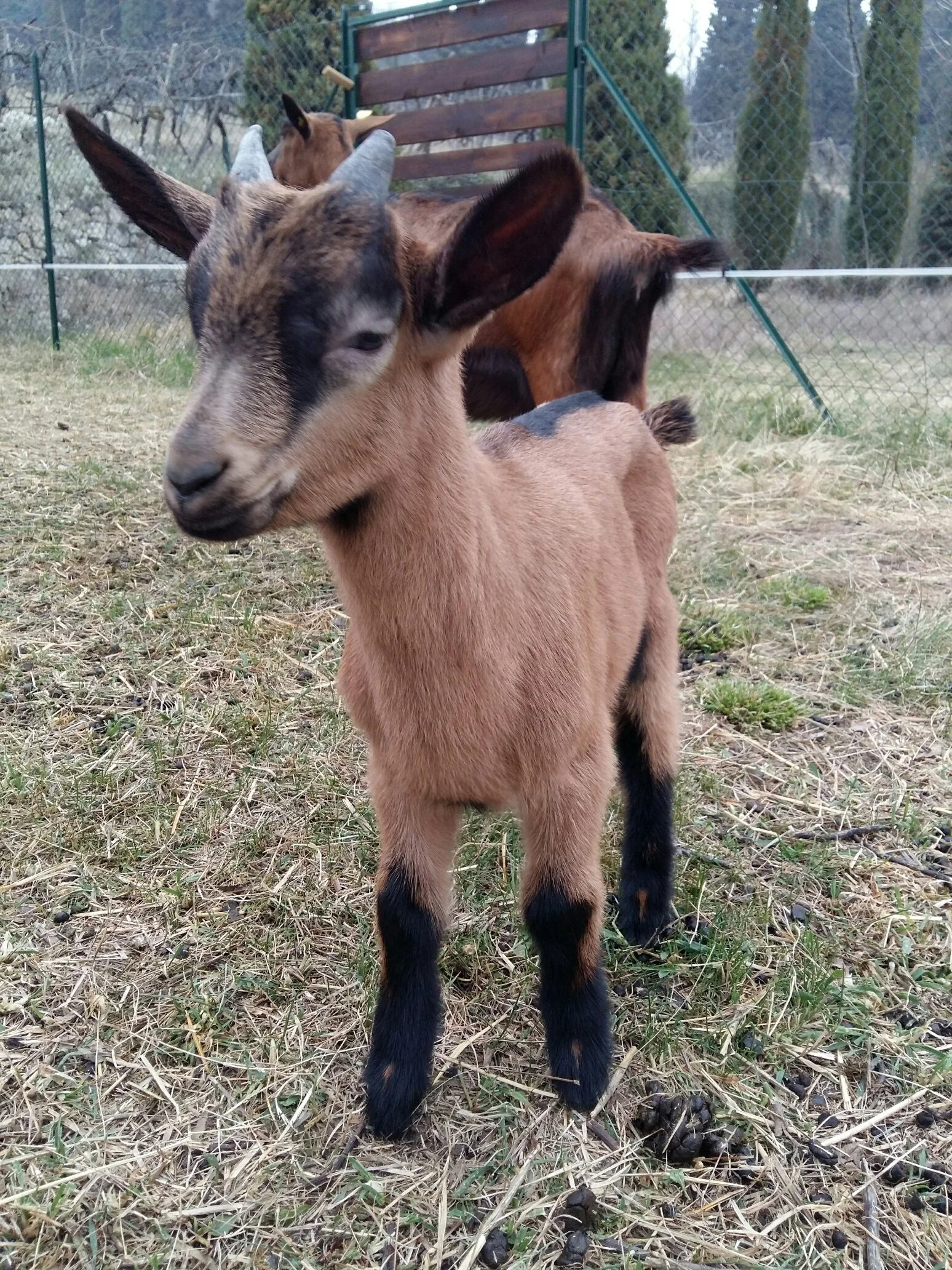 Coffele - capretta.jpg
