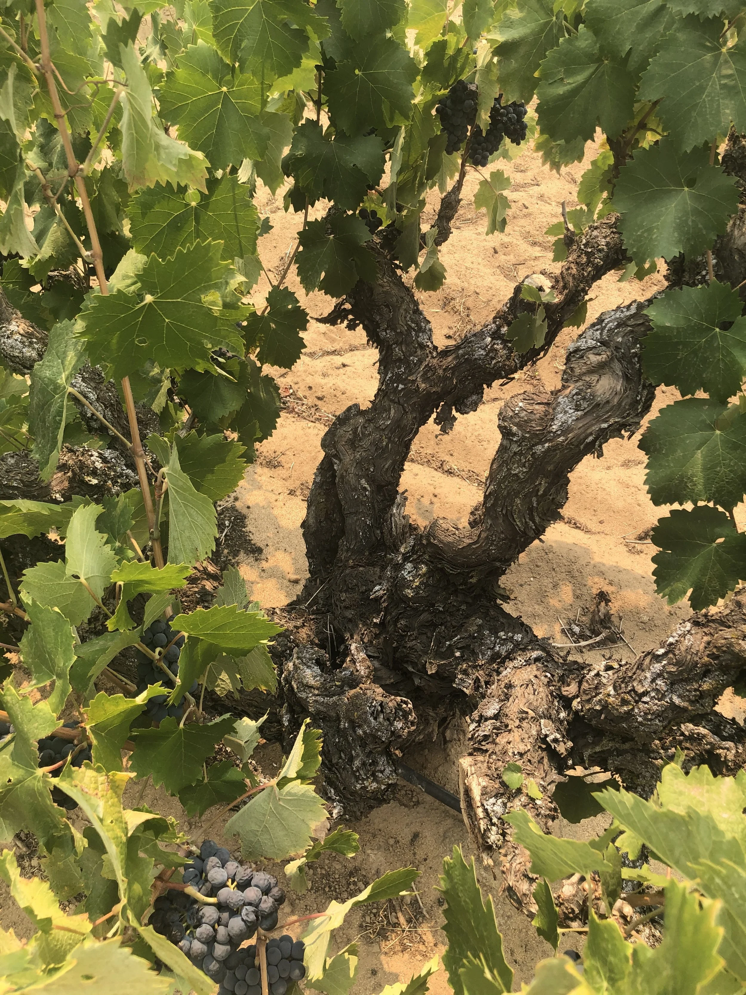 old+vine+mourvedre+contra+costa.jpeg