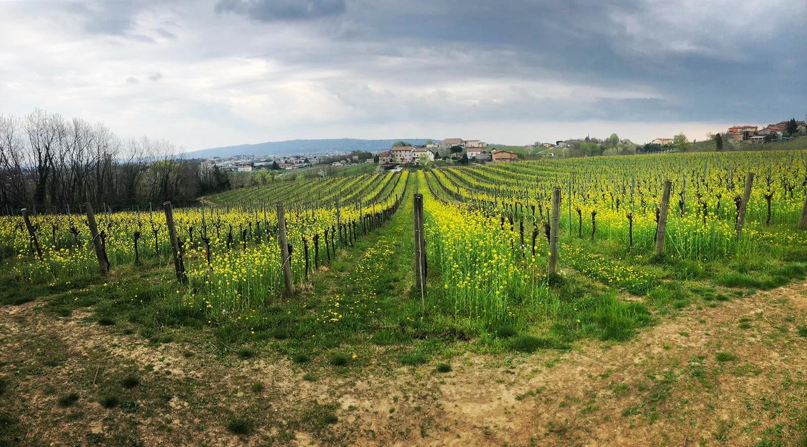 Cover Crop Cornuda vineyard.JPG