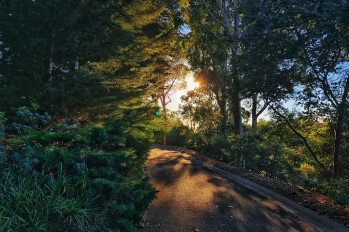 Sunlight rays peeking through the trees