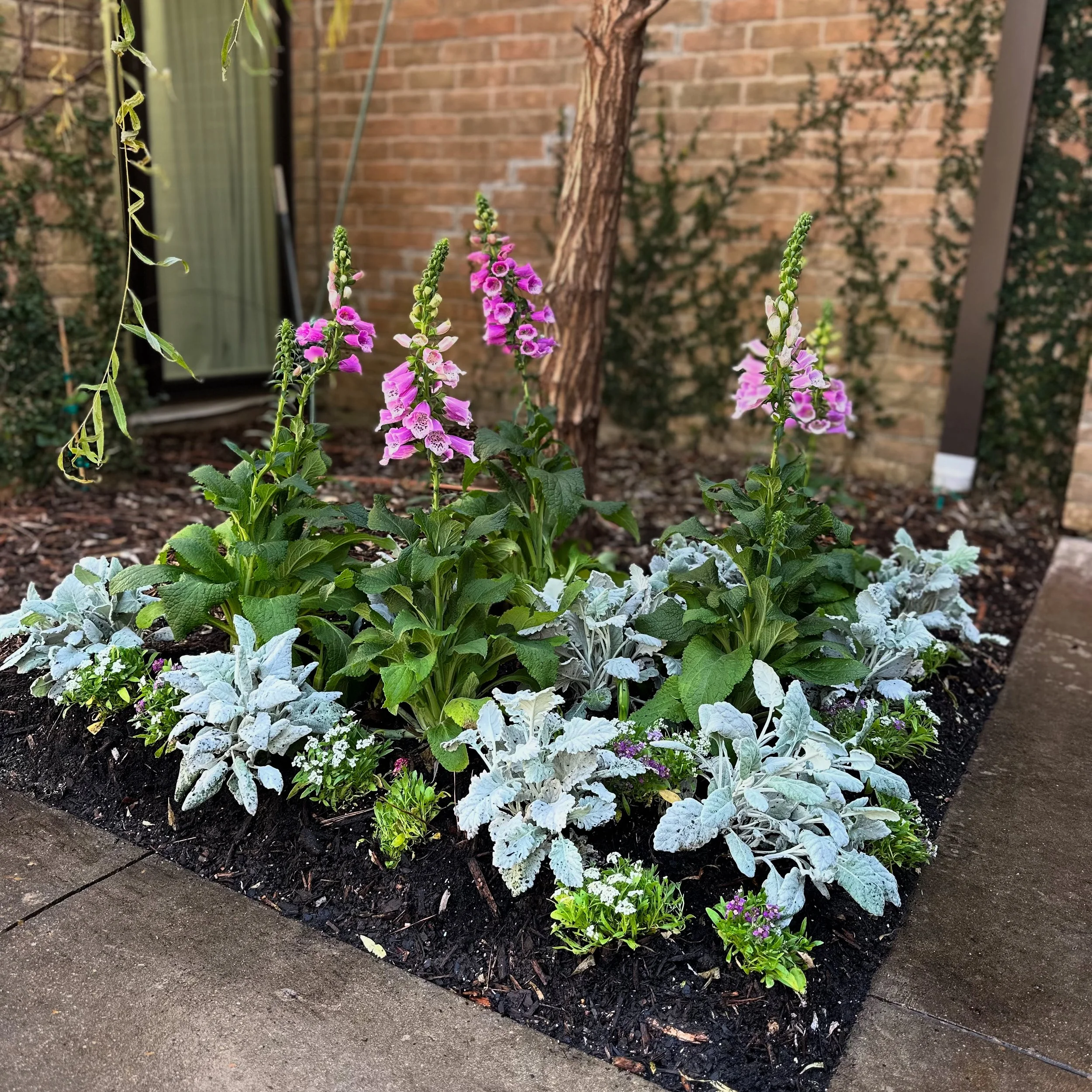 Harper Early Spring Color 1.JPG