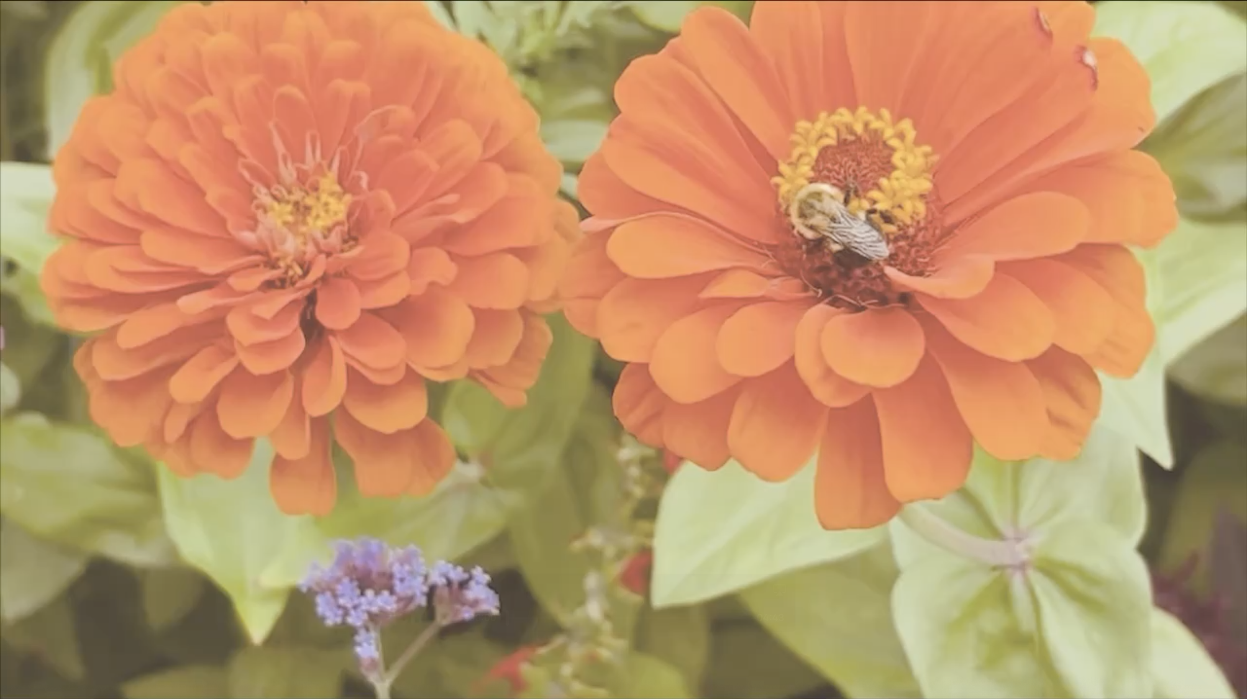 Light, Sound, and Color : Video