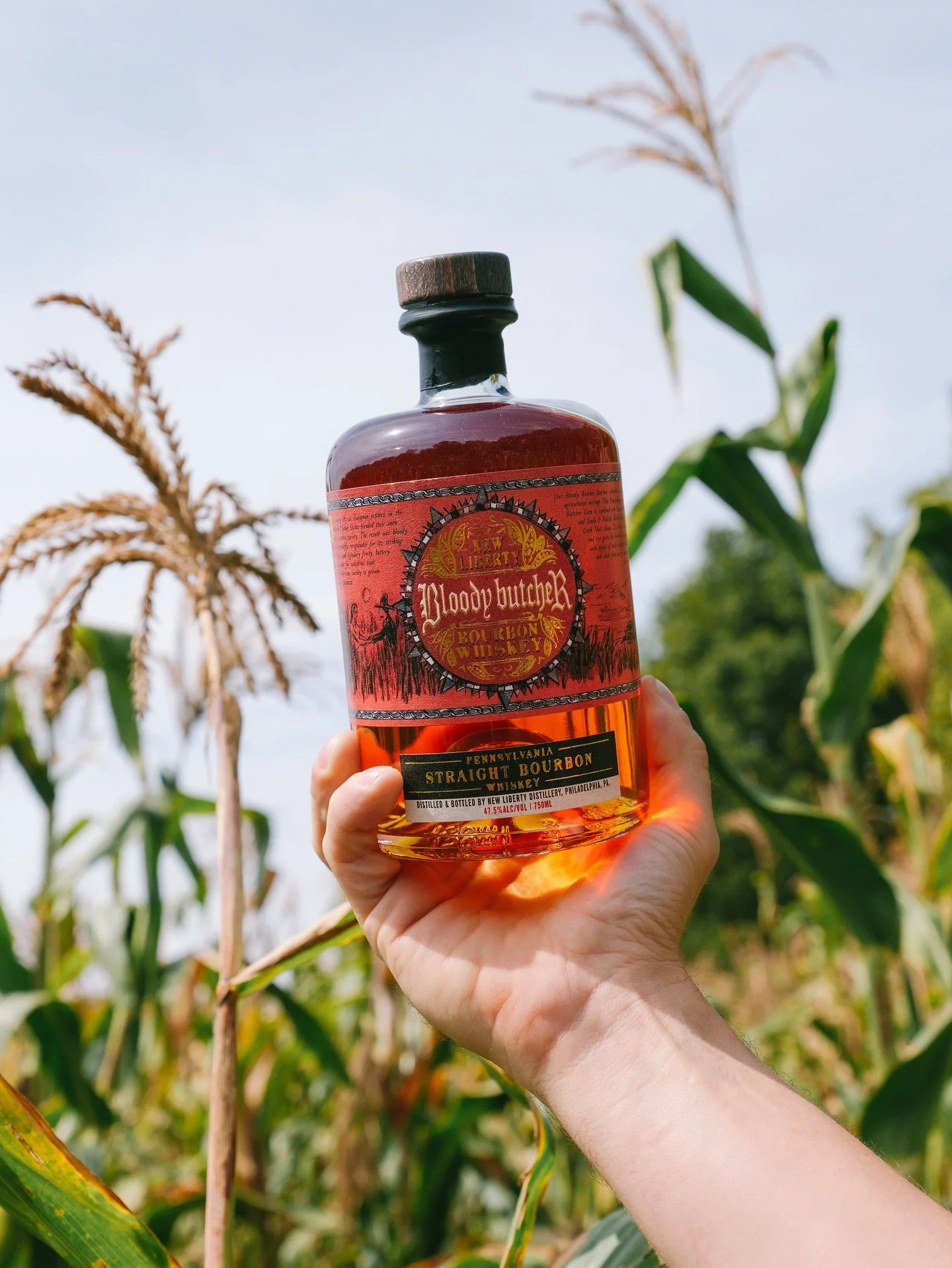 Raised from Pennsylvania soil and tradition, our Bloody Butcher Straight Bourbon stands apart from commercial whiskey. Made with heirloom Bloody Butcher corn from @dancingstarfarms and malted grains from @deercreekmalt, it delivers rich notes of milk