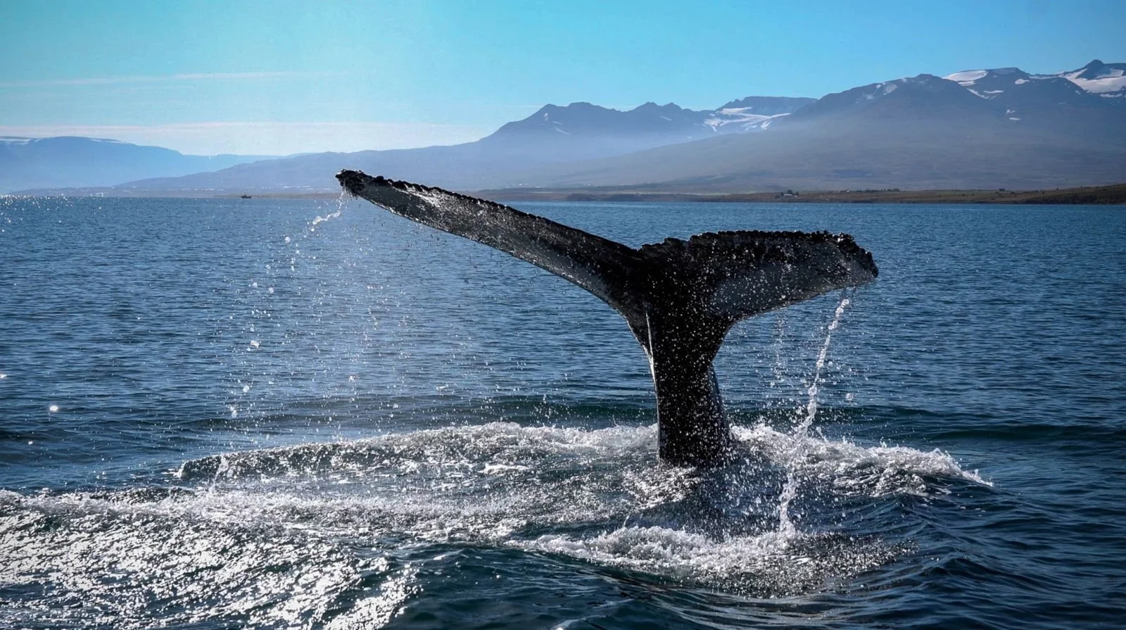 Whale Iceland.jpeg