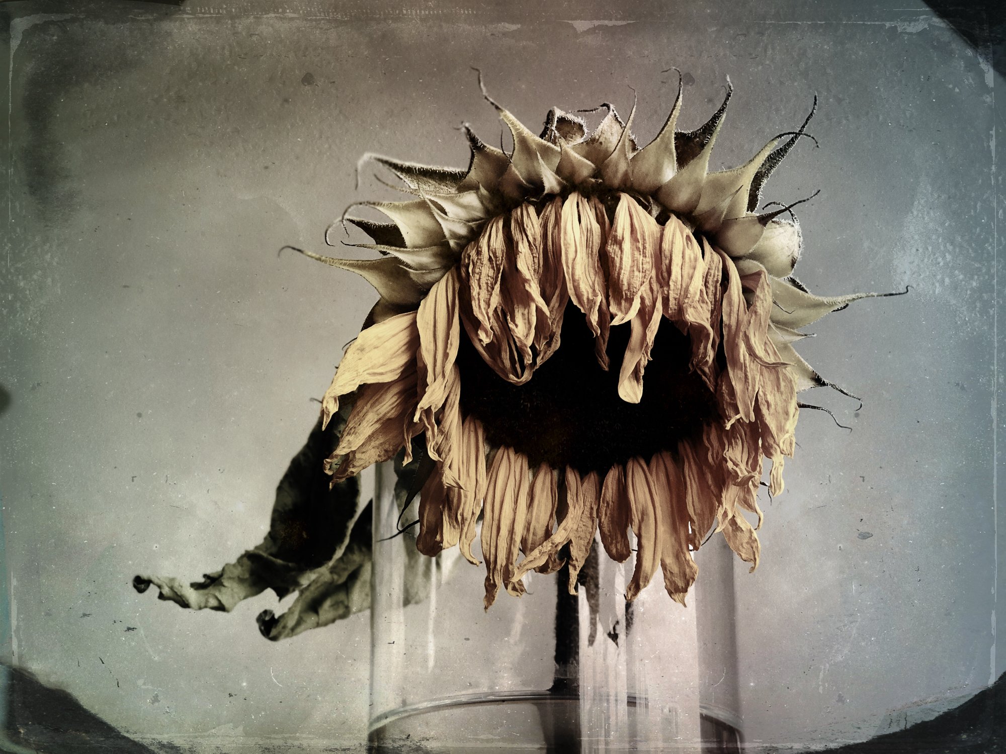 A withered sunflower in a small glass container