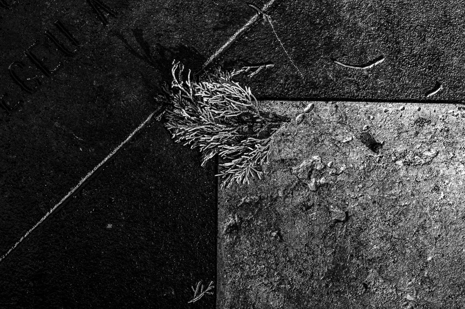 Close-up of a moss-covered pine cone on ground with textured tiles in black and white