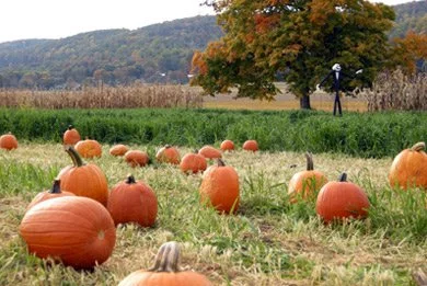 Donaldson Farm - Fall Harvest Weekends