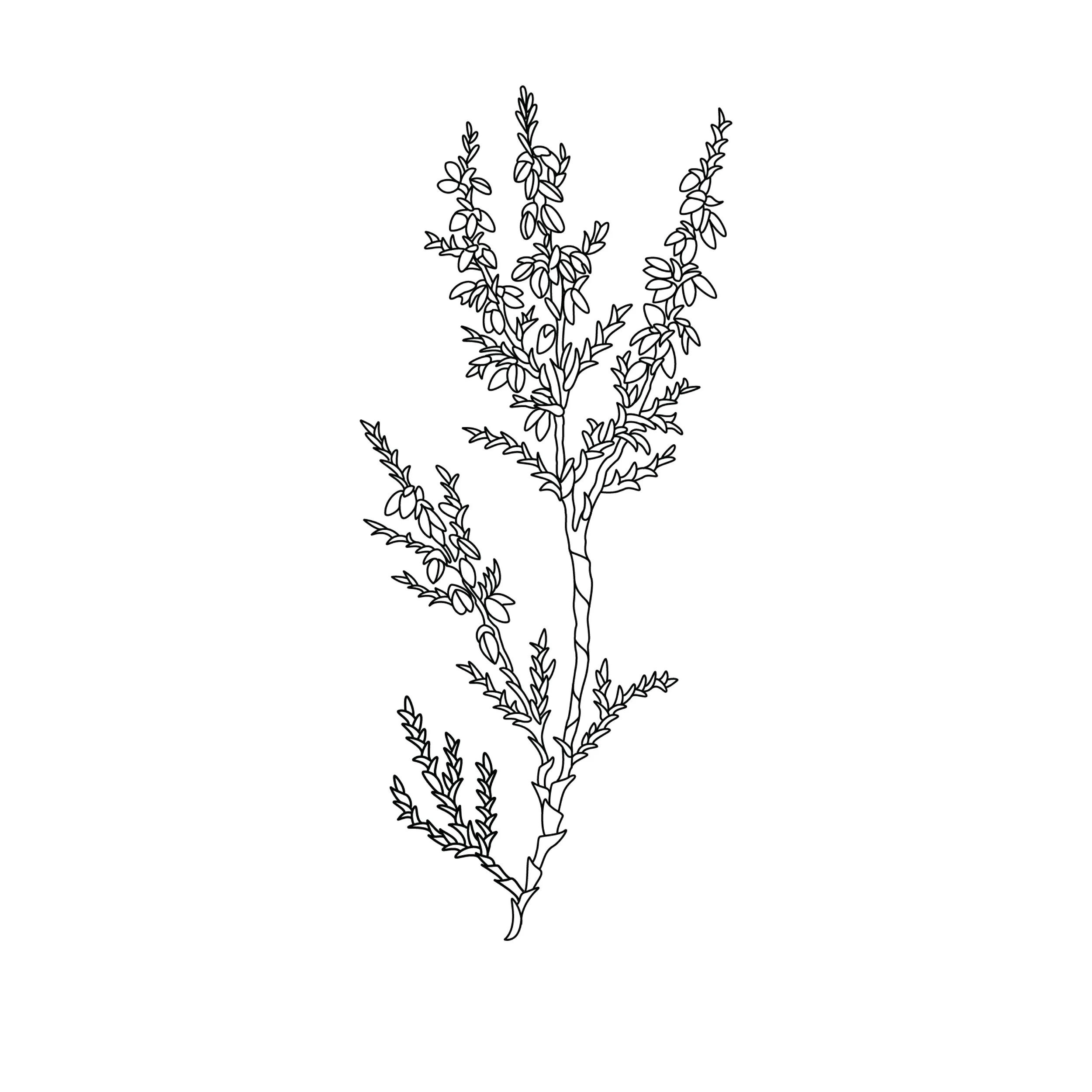 taheetha sacred sprays heather illustration.jpg
