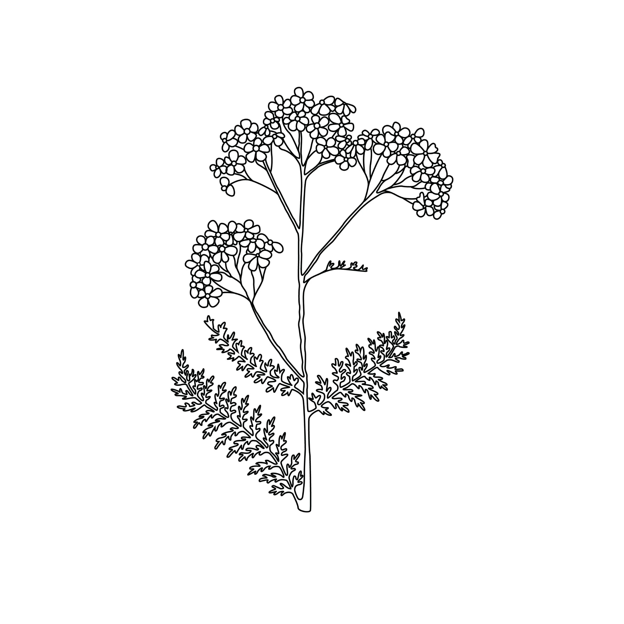 taheetha sacred sprays yarrow illustration.jpg