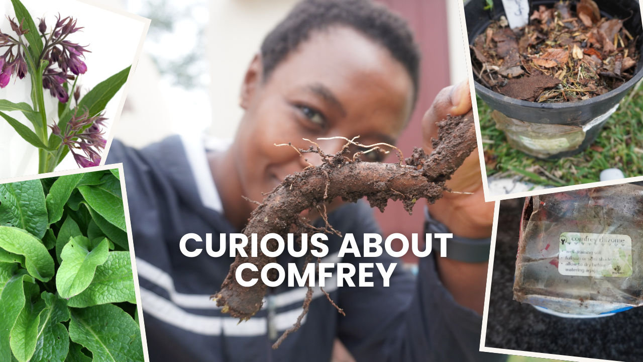 Curious about Comfrey