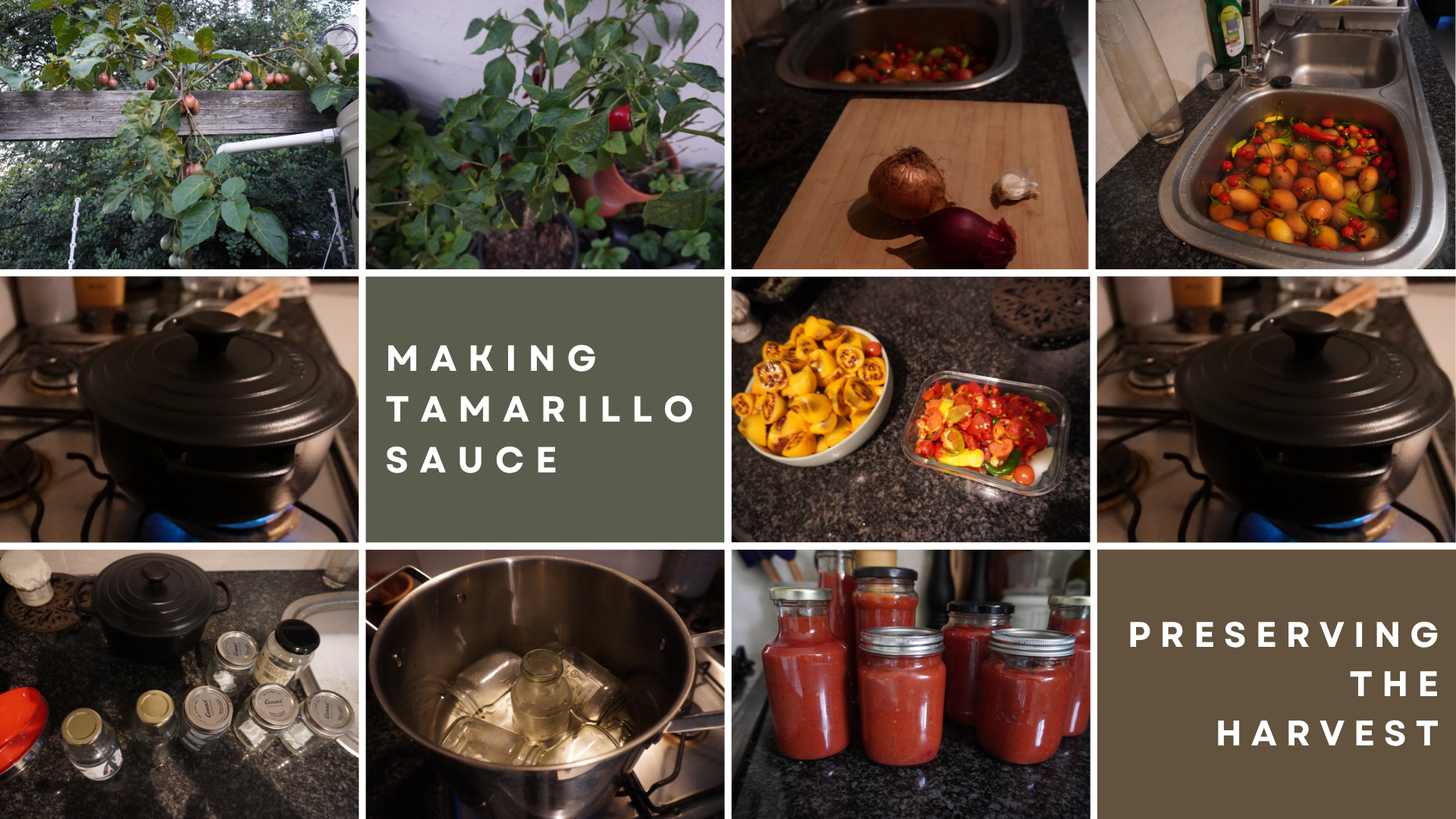 Tamarillo harvest to sauce (1).png