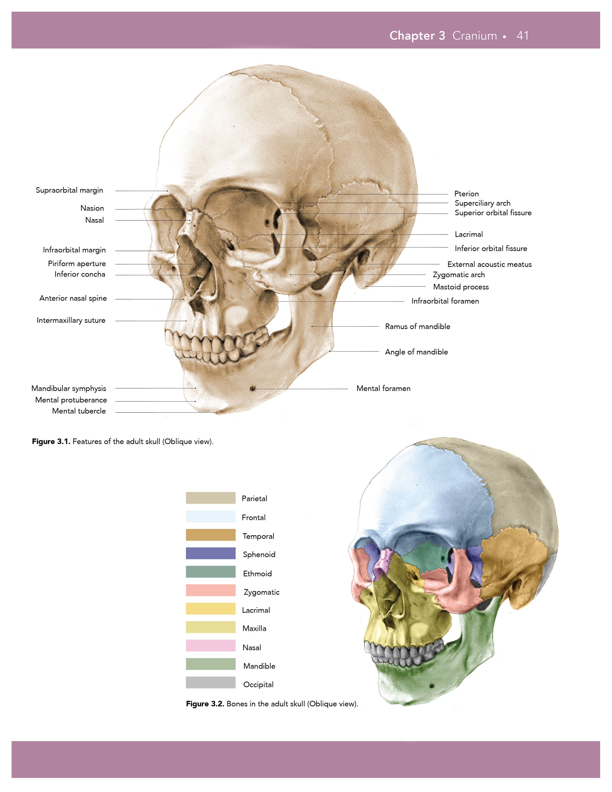 Cranium — naomi wee