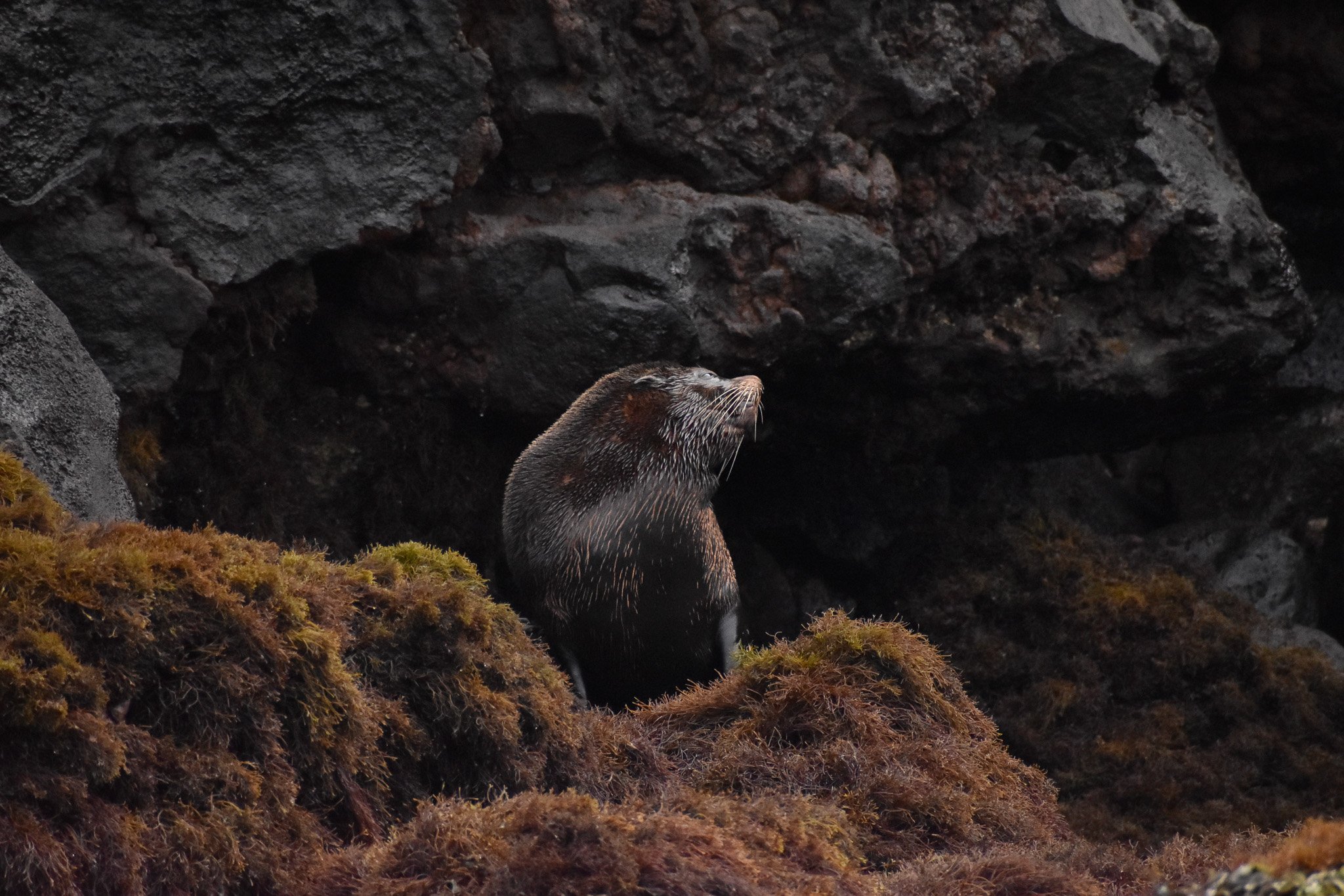 DSC_0729.jpg