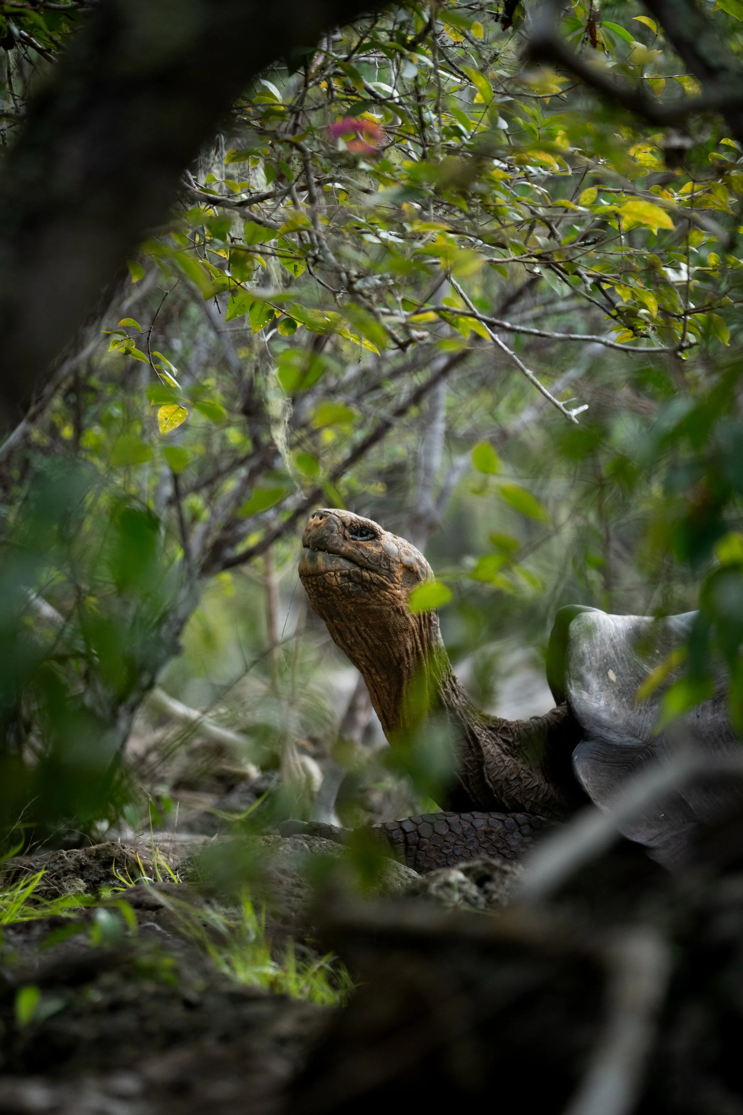 Through the Manzanilla
