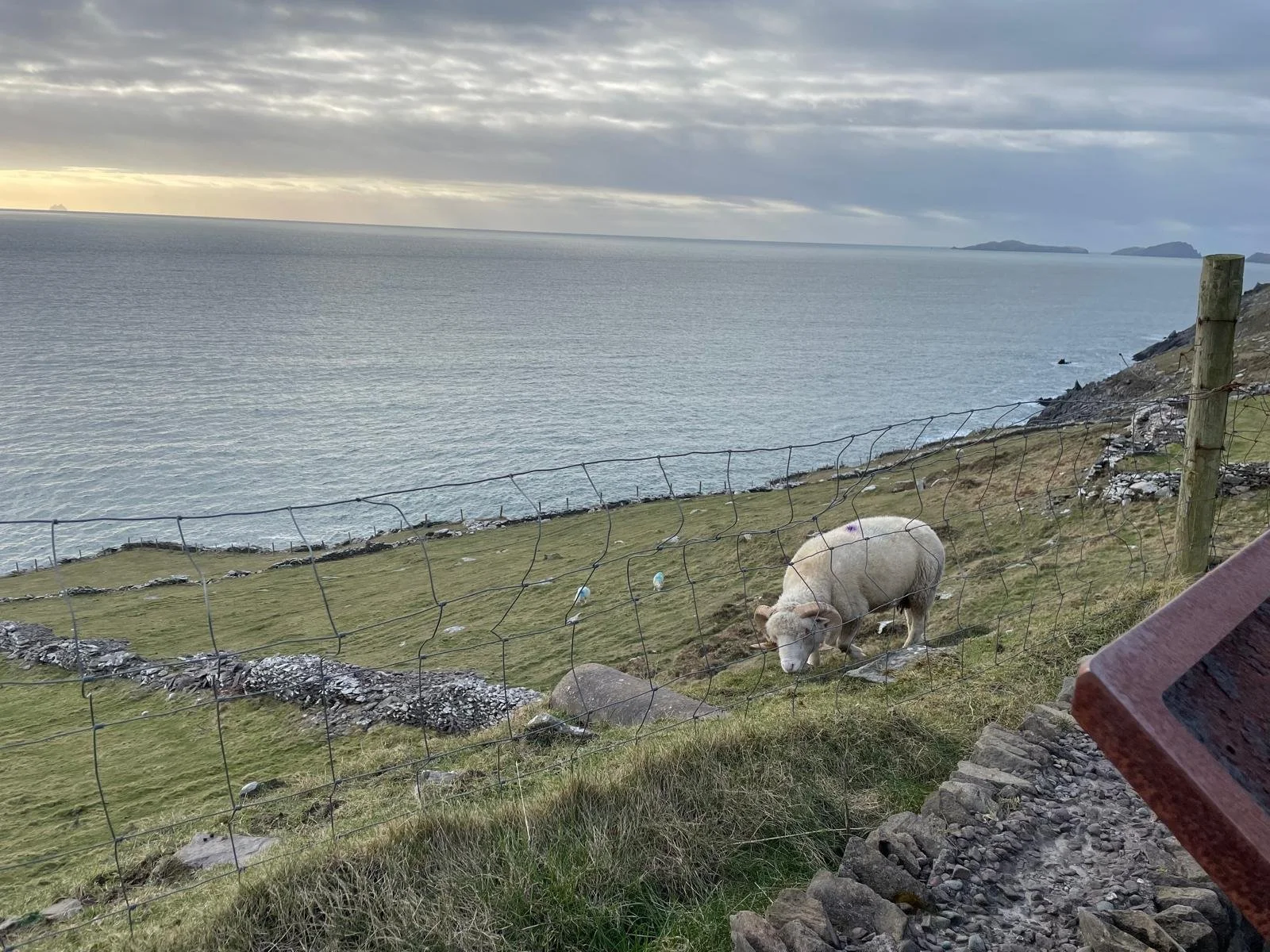 View of the ocean with a cloudy sky, a grassy hillside with a sheep grazing behind a wire fence, and distant islands on the horizon.