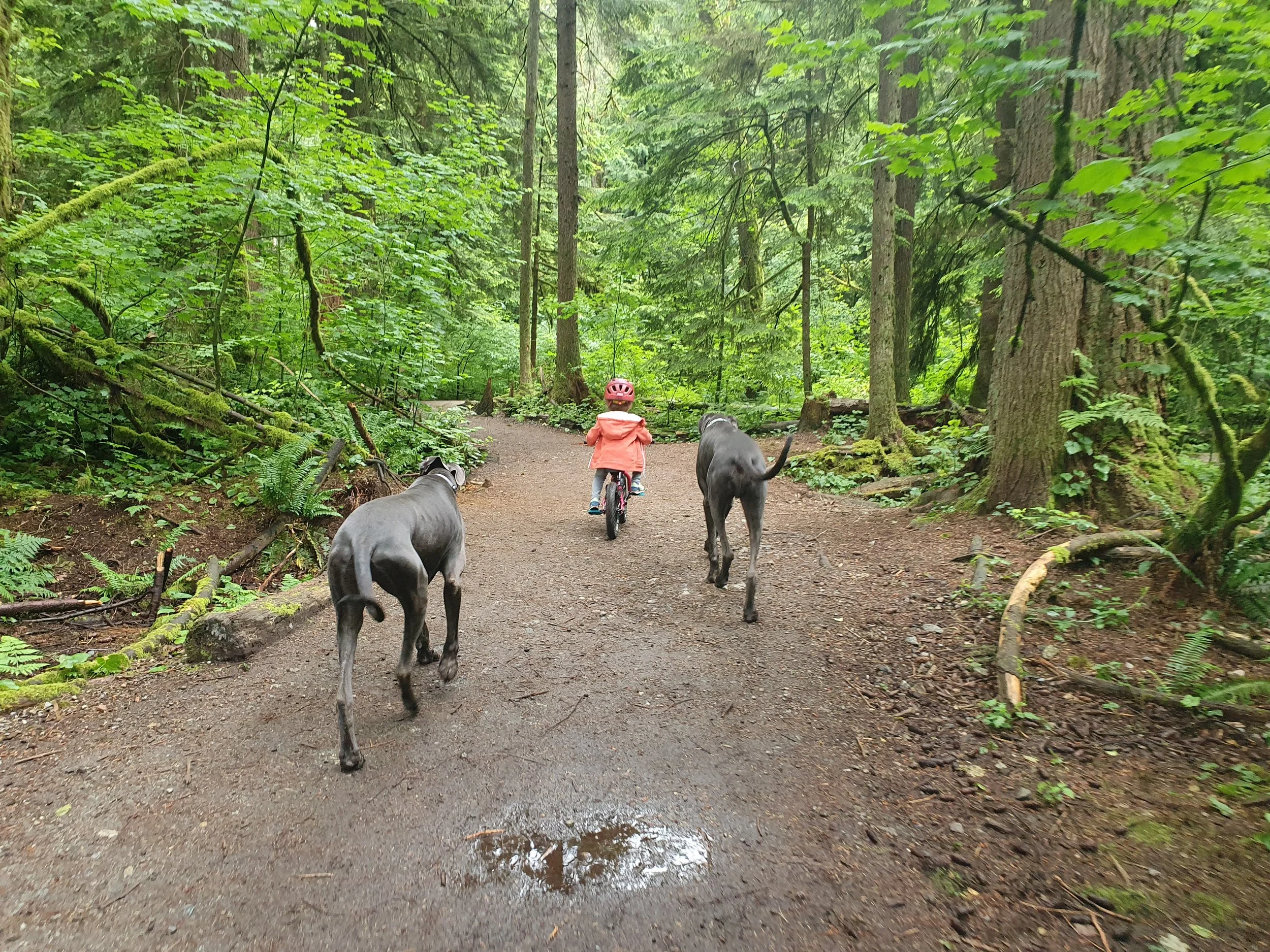 A young girl biking with a pink helmet along a dirt trail in a lush, green forest, accompanied by two large black dogs.
