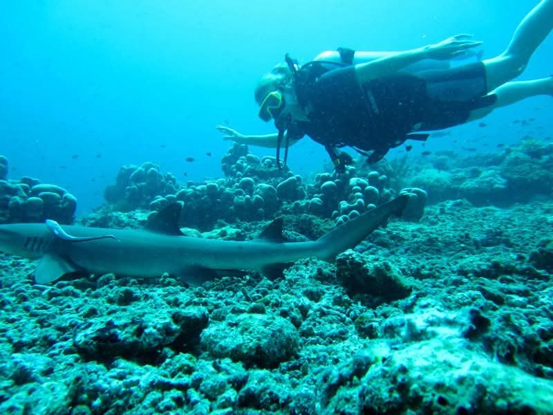Scuba diver swimming above a reef with a small shark nearby.
