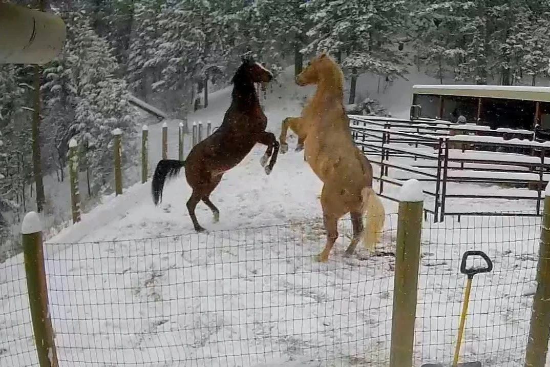 Play Time for Mitch and Zip - December. 2025