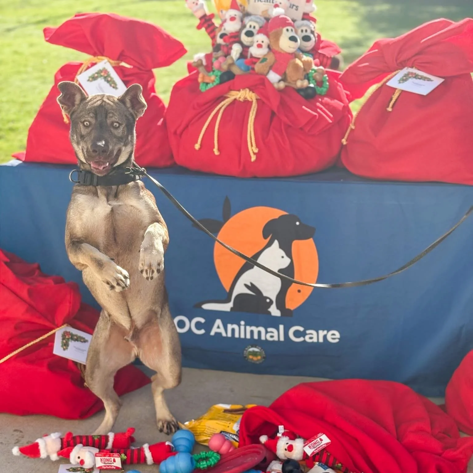 The dogs are always excited when we show up! All those tail wags and happy jumps make everything we do so worth it. This was our usual stop in Orange County, CA, where we gifted more than 250 toys and treats to shelter dogs for Christmas 2025.

