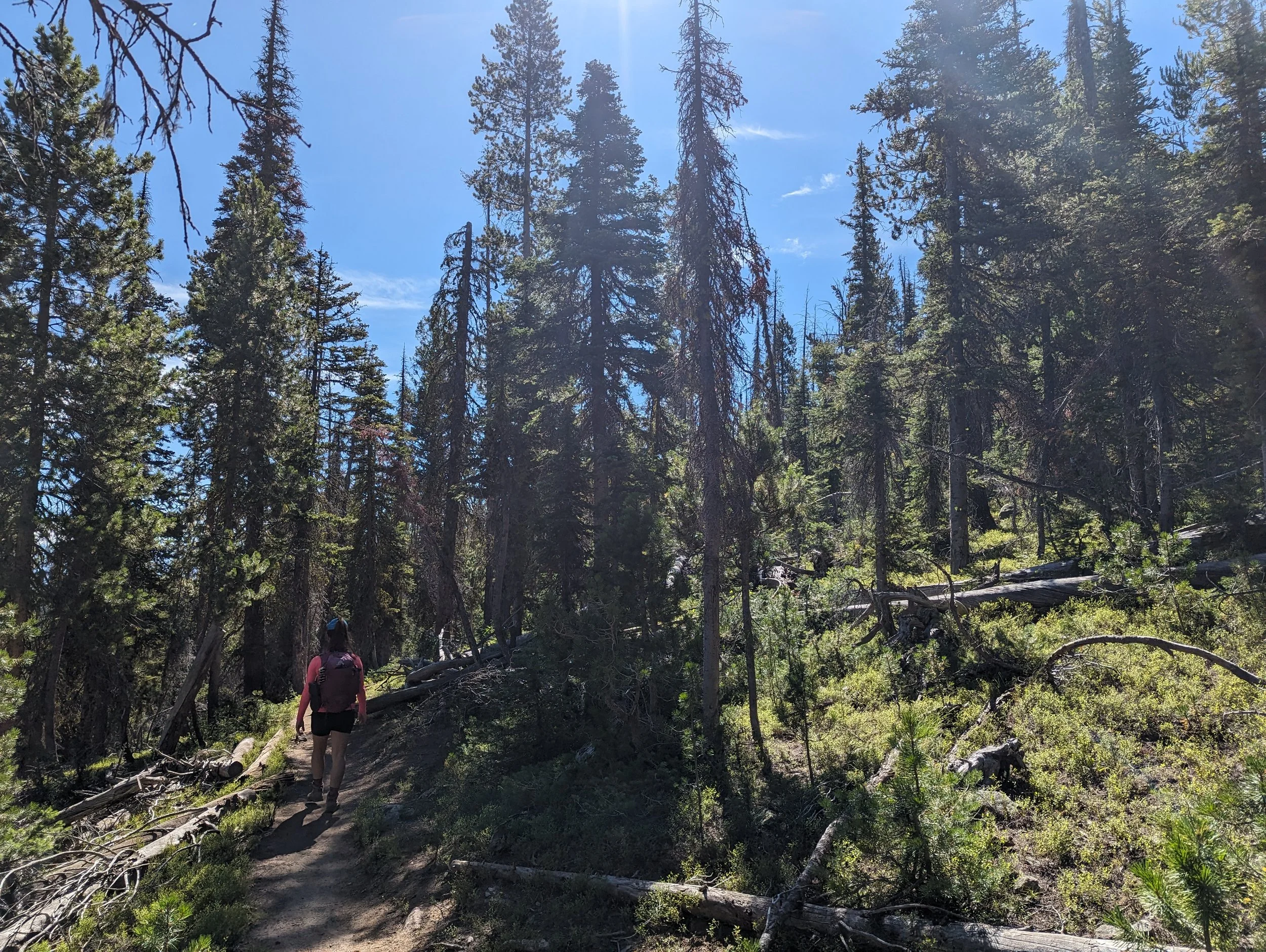 trail to goat 5.jpg