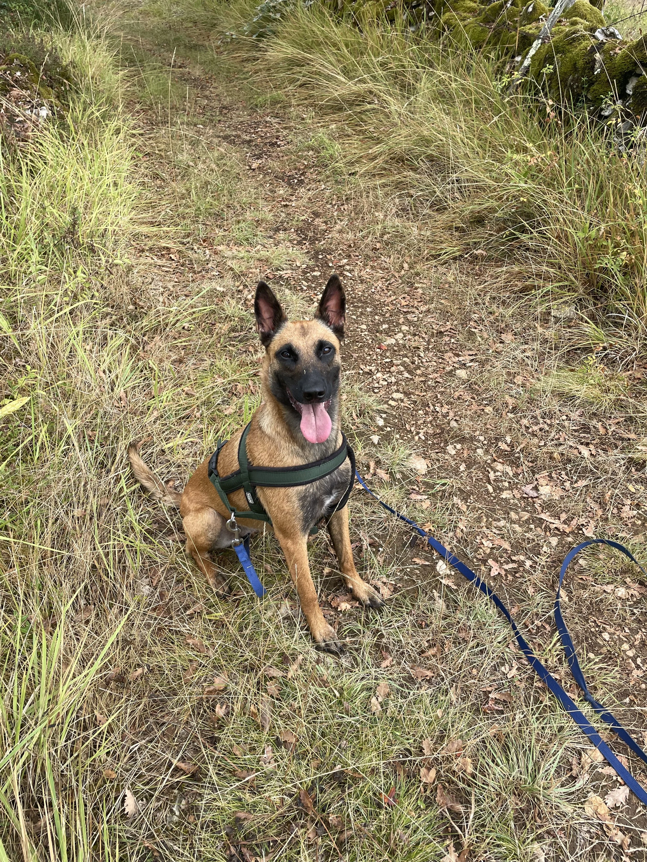 Comment bien choisir son élevage : les points essentiels à ne pas négliger