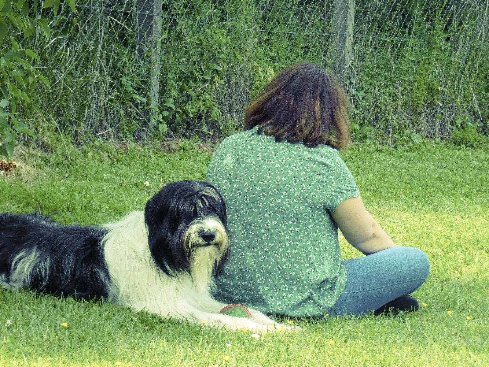 Nous parlons trop à nos animaux…