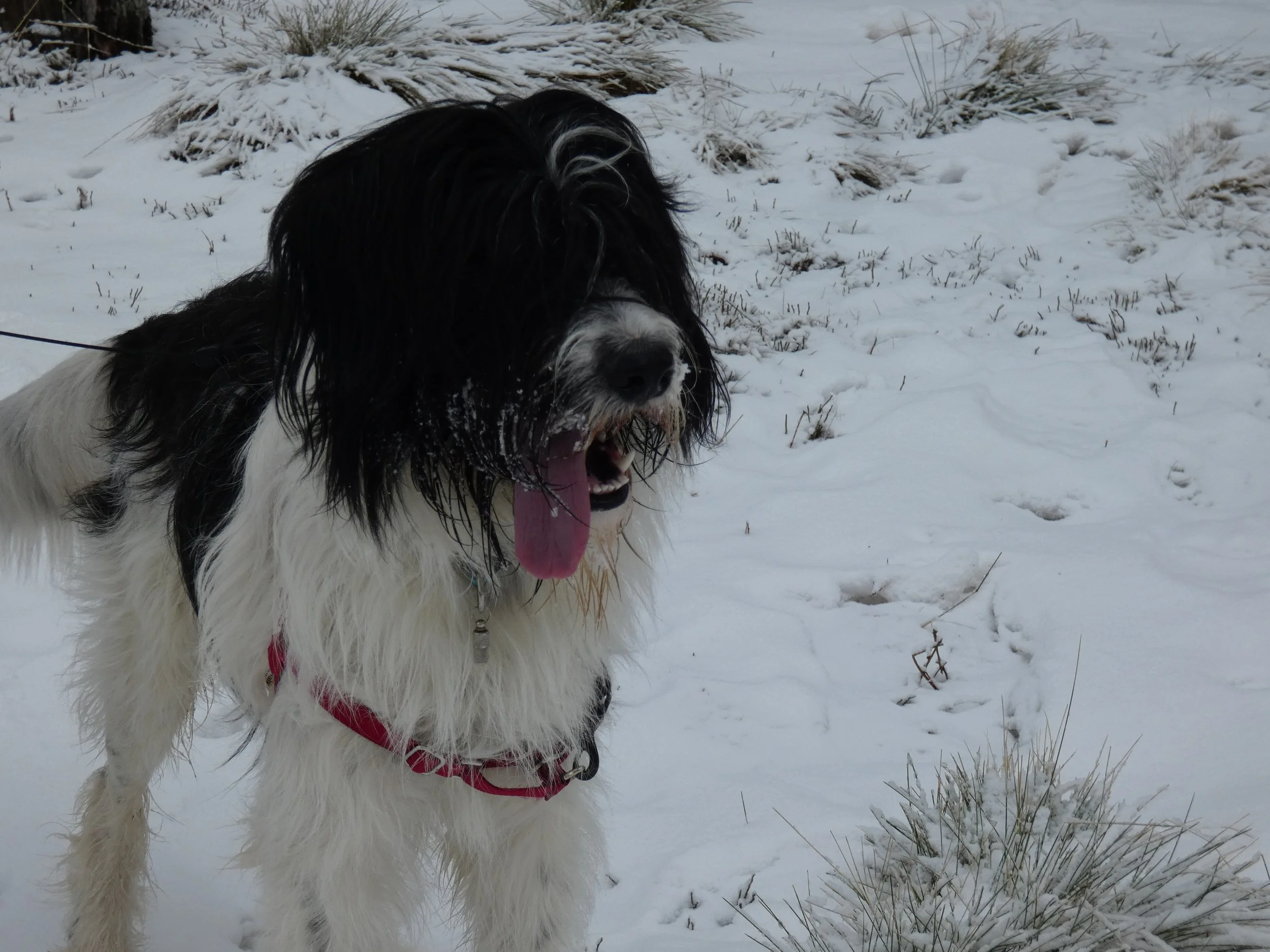 Replacer un animal : échec ou solution ?